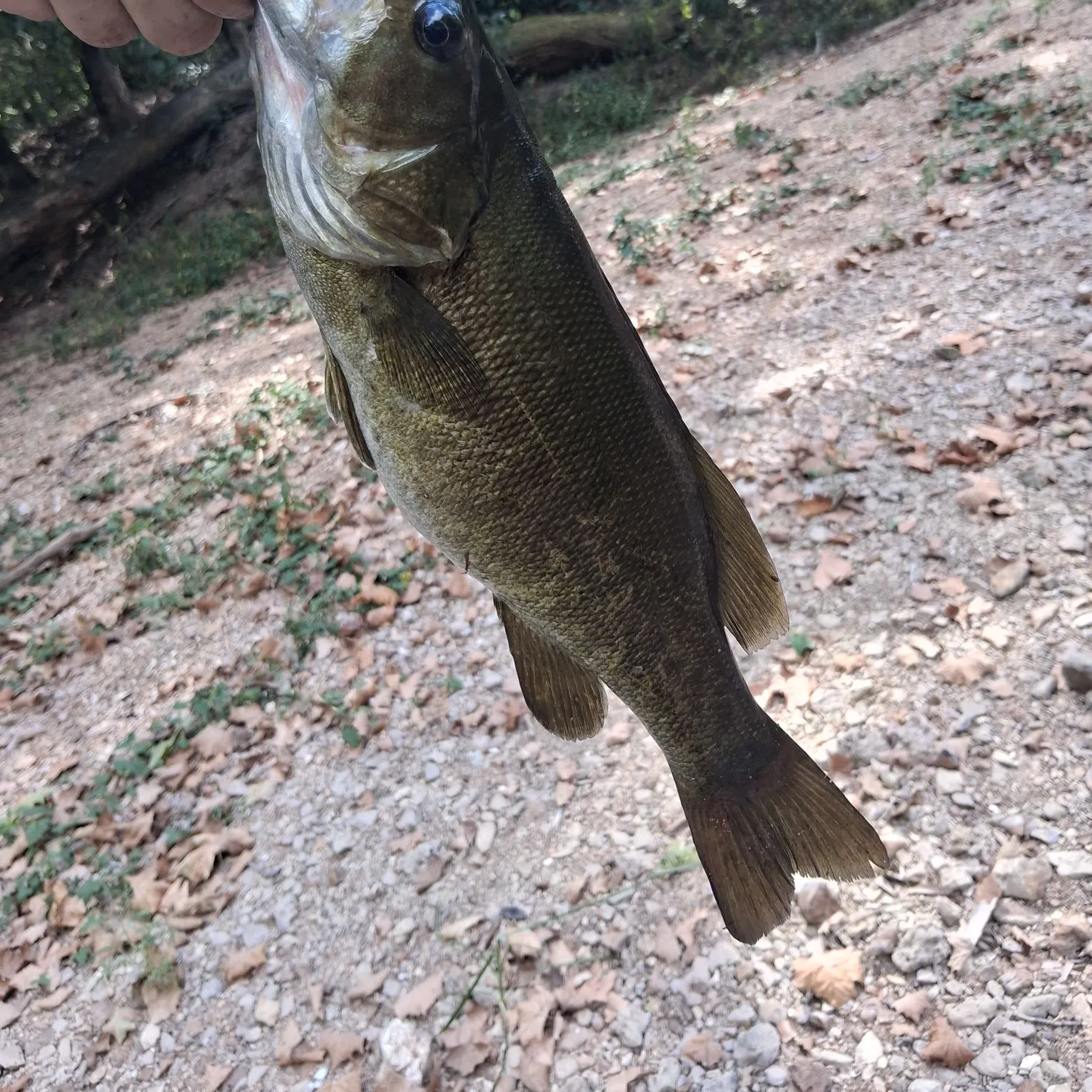 Smallmouth bass caught on Fishbrain