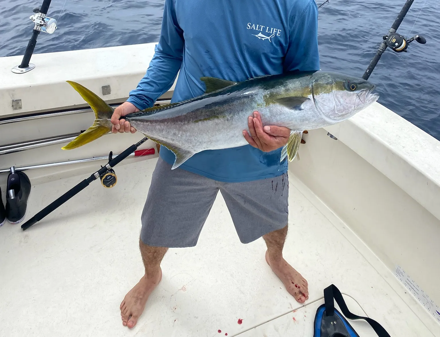 California yellowtail amberjack