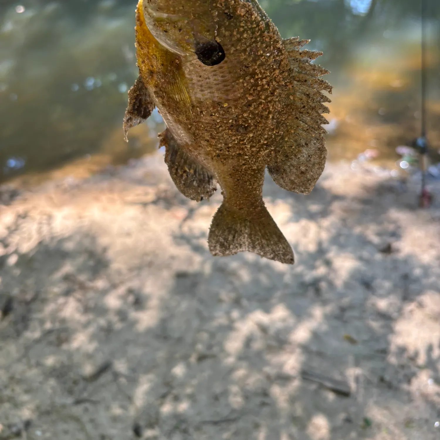 Bluegill caught on Fishbrain