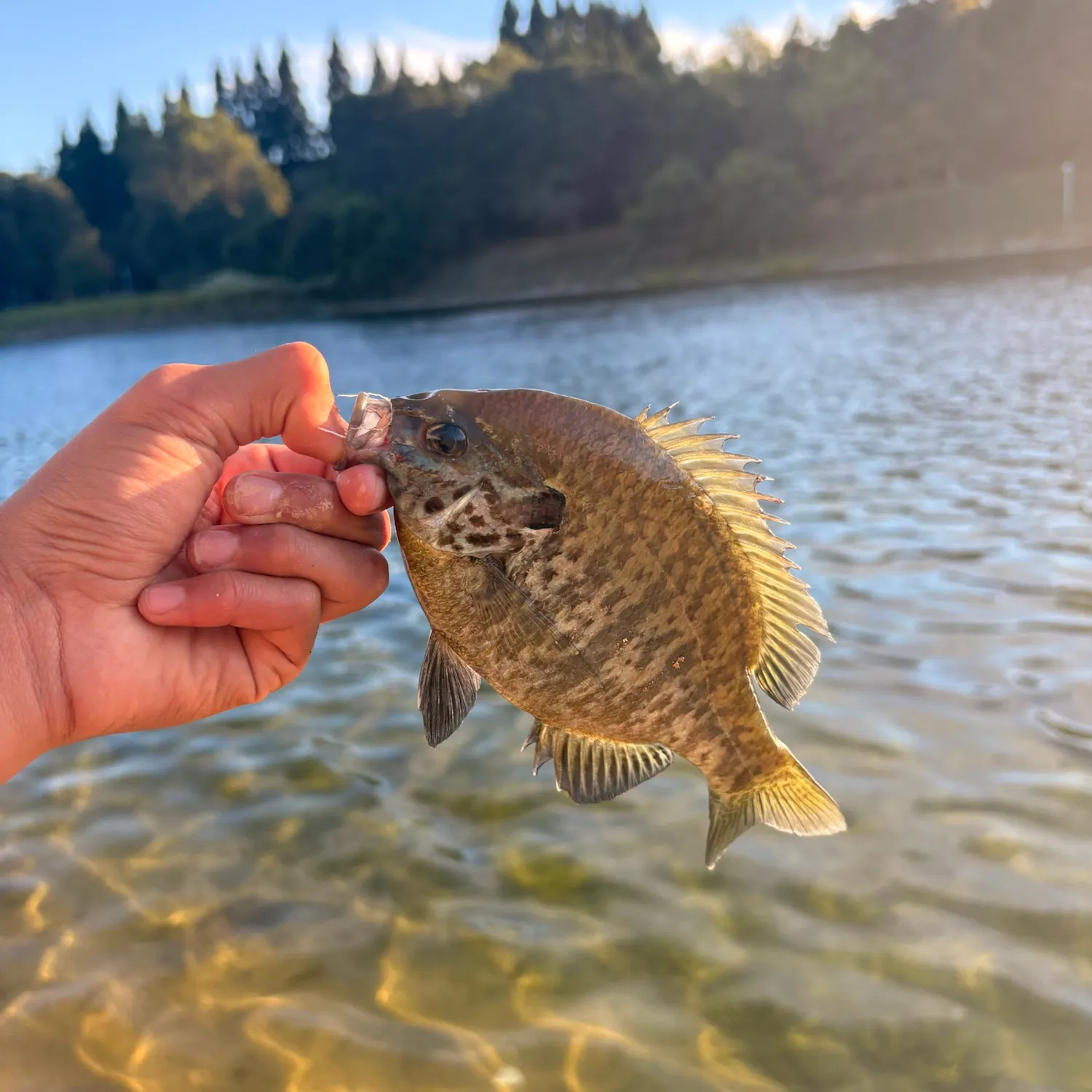 Pumpkinseed caught on Fishbrain