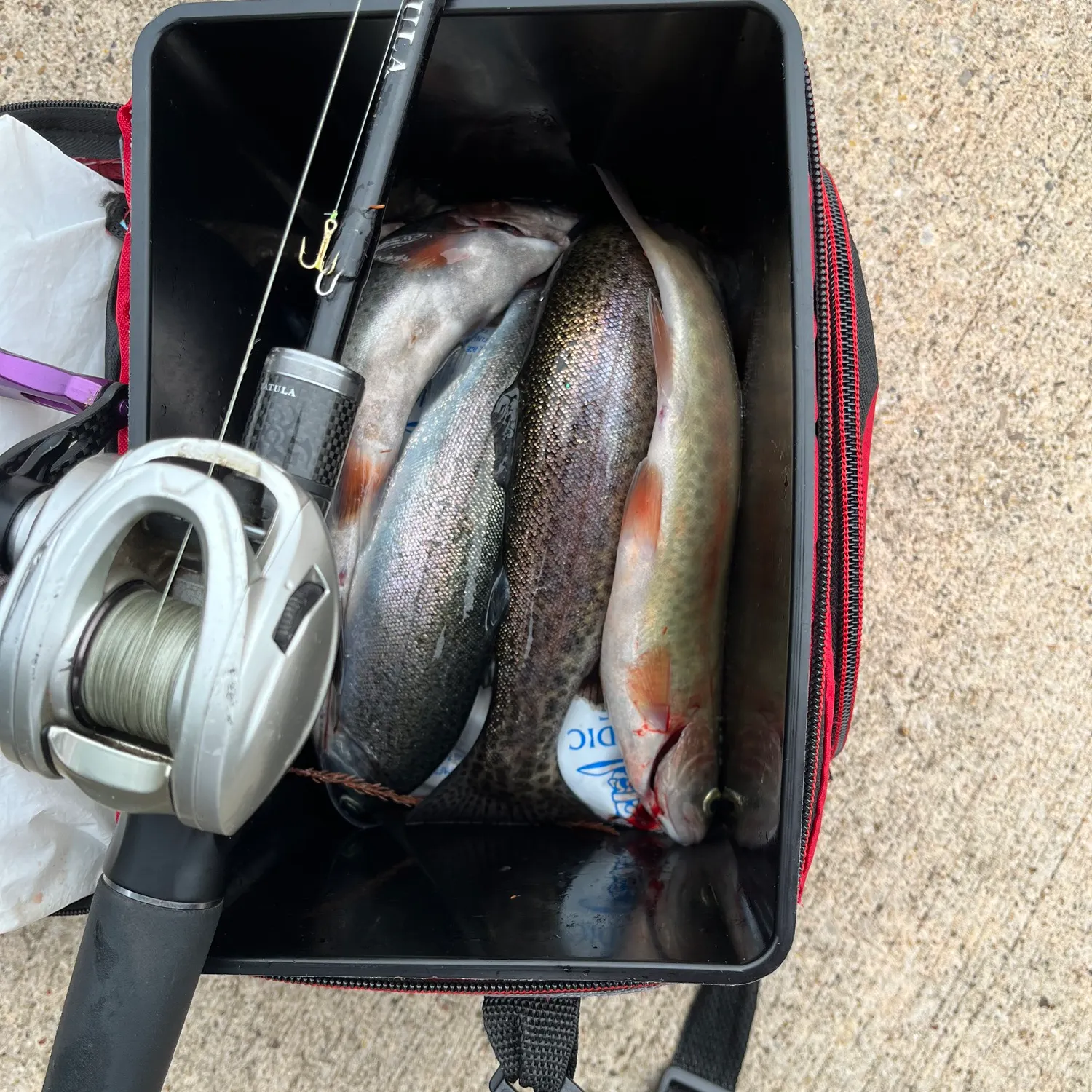 recently logged catches