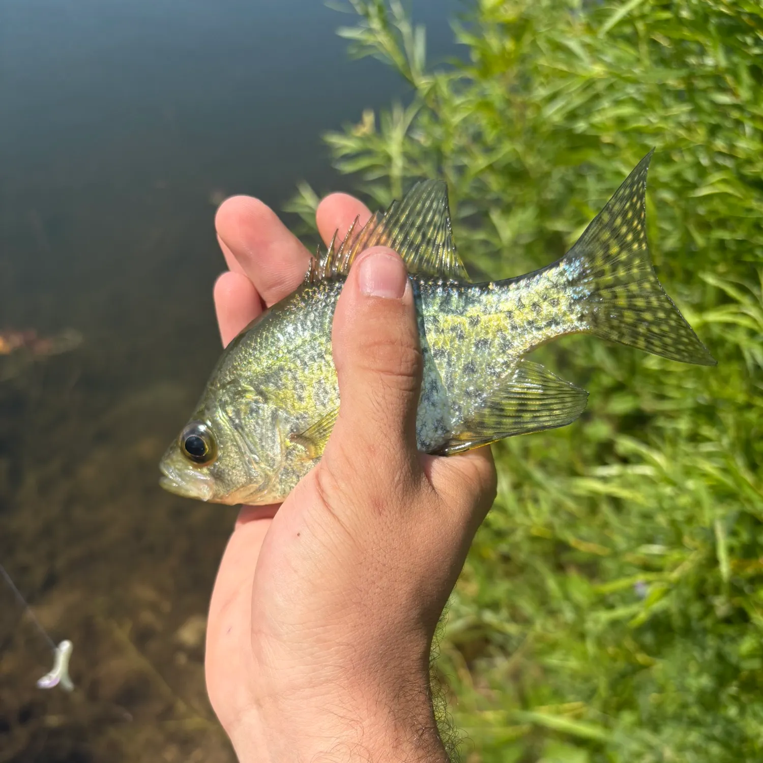 Black crappie caught on Fishbrain