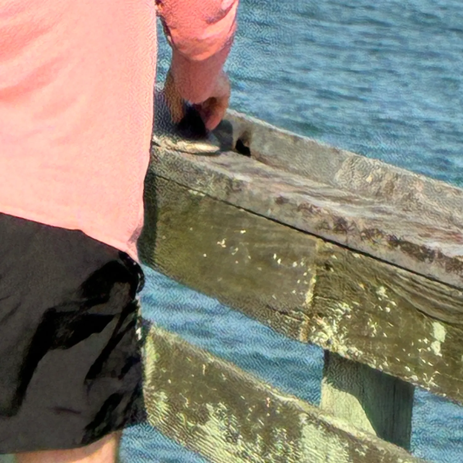 The most recent Dusky shark catches on Fishbrain