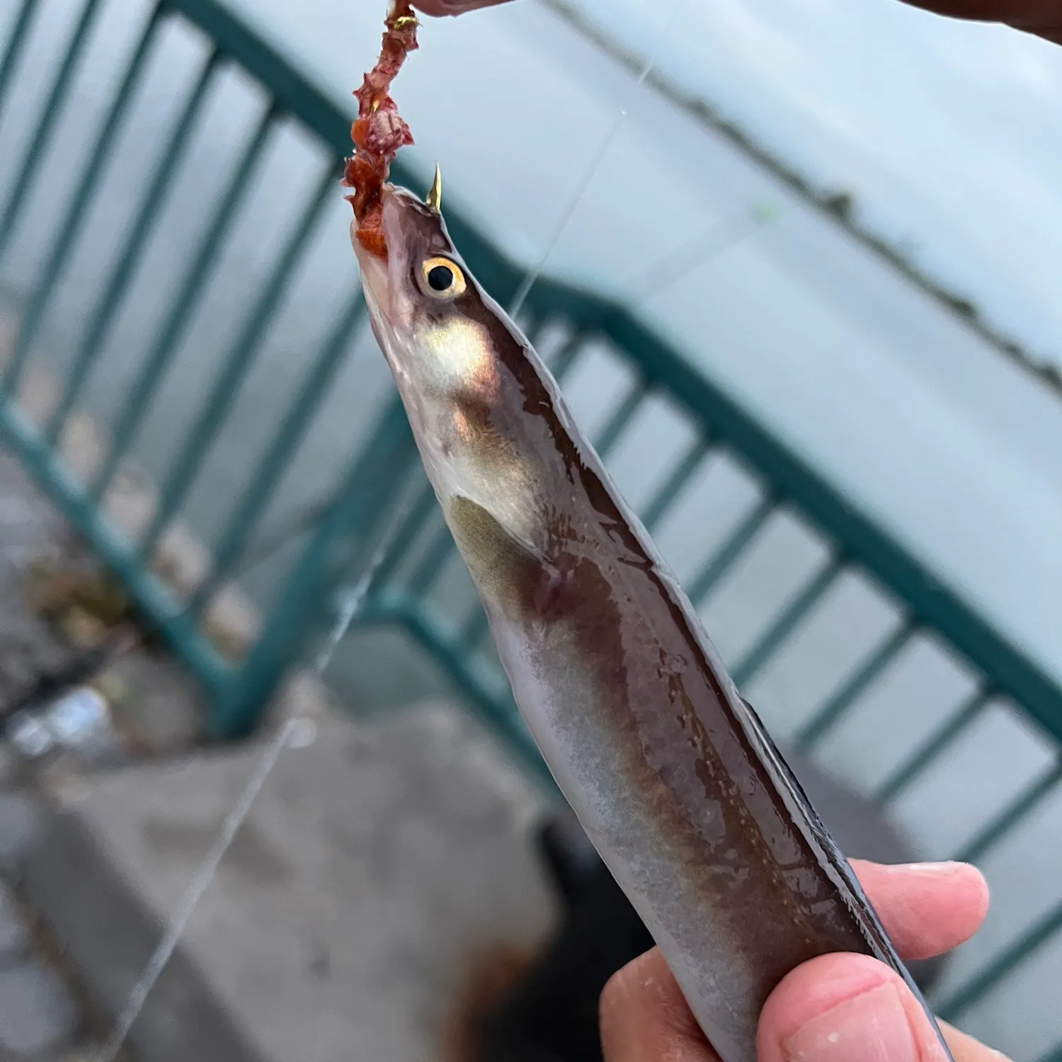 American eel caught on Fishbrain