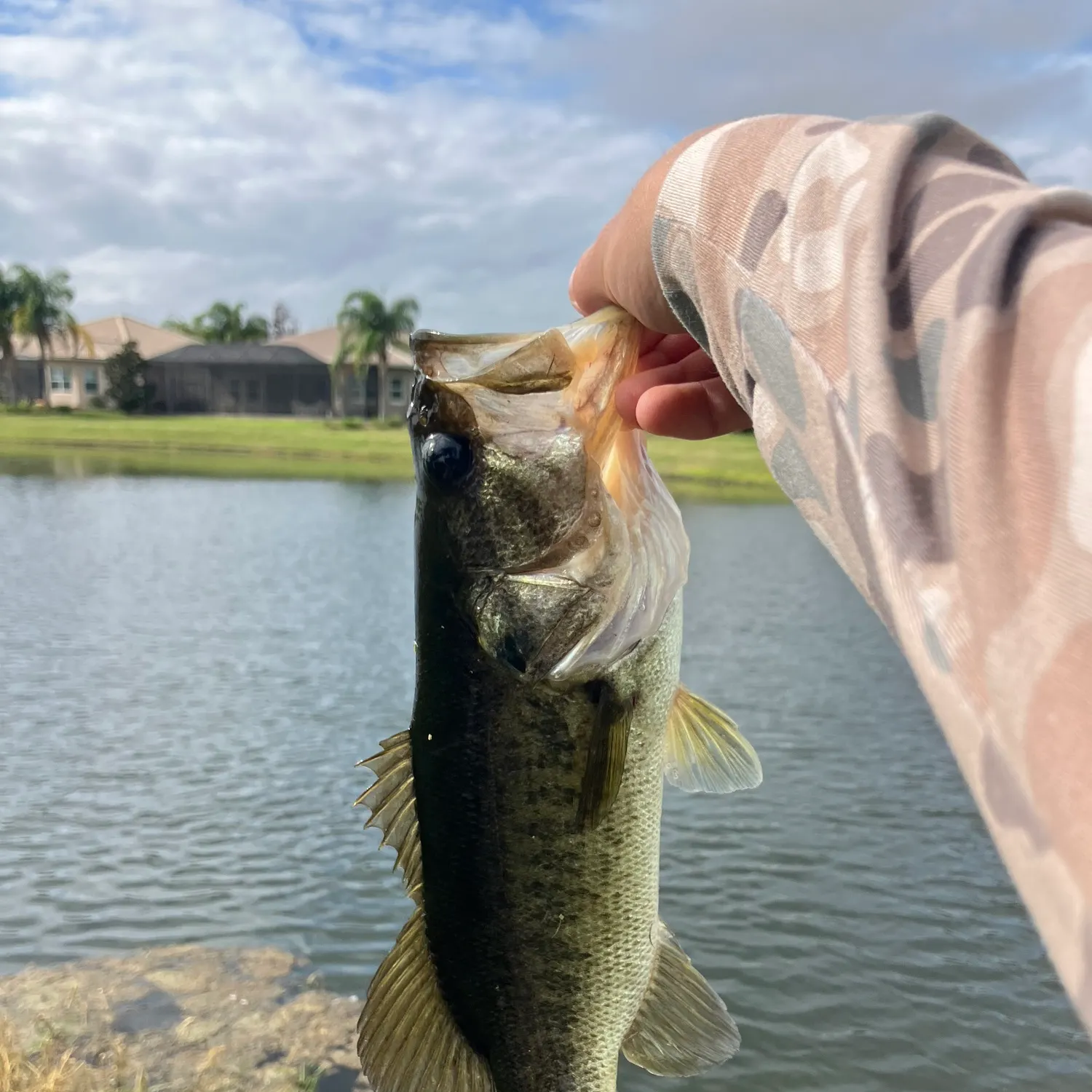 The most recent Florida bass catches on Fishbrain