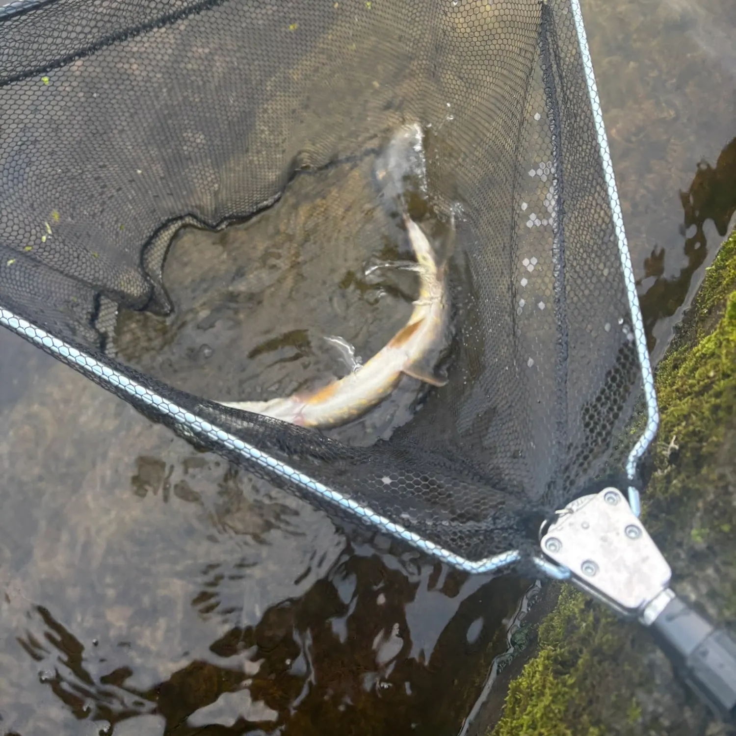 Northern pike caught on Fishbrain