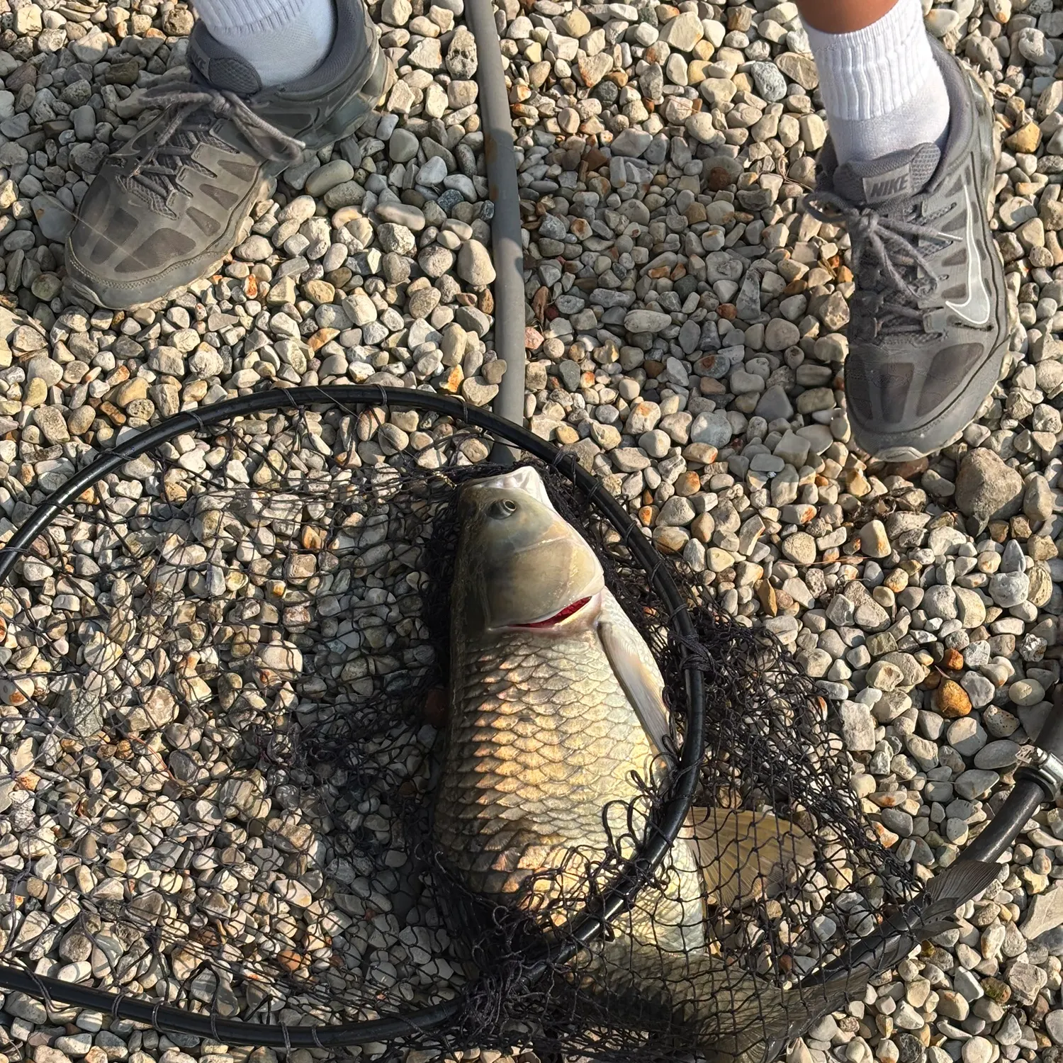 The most recent Grass carp catches on Fishbrain