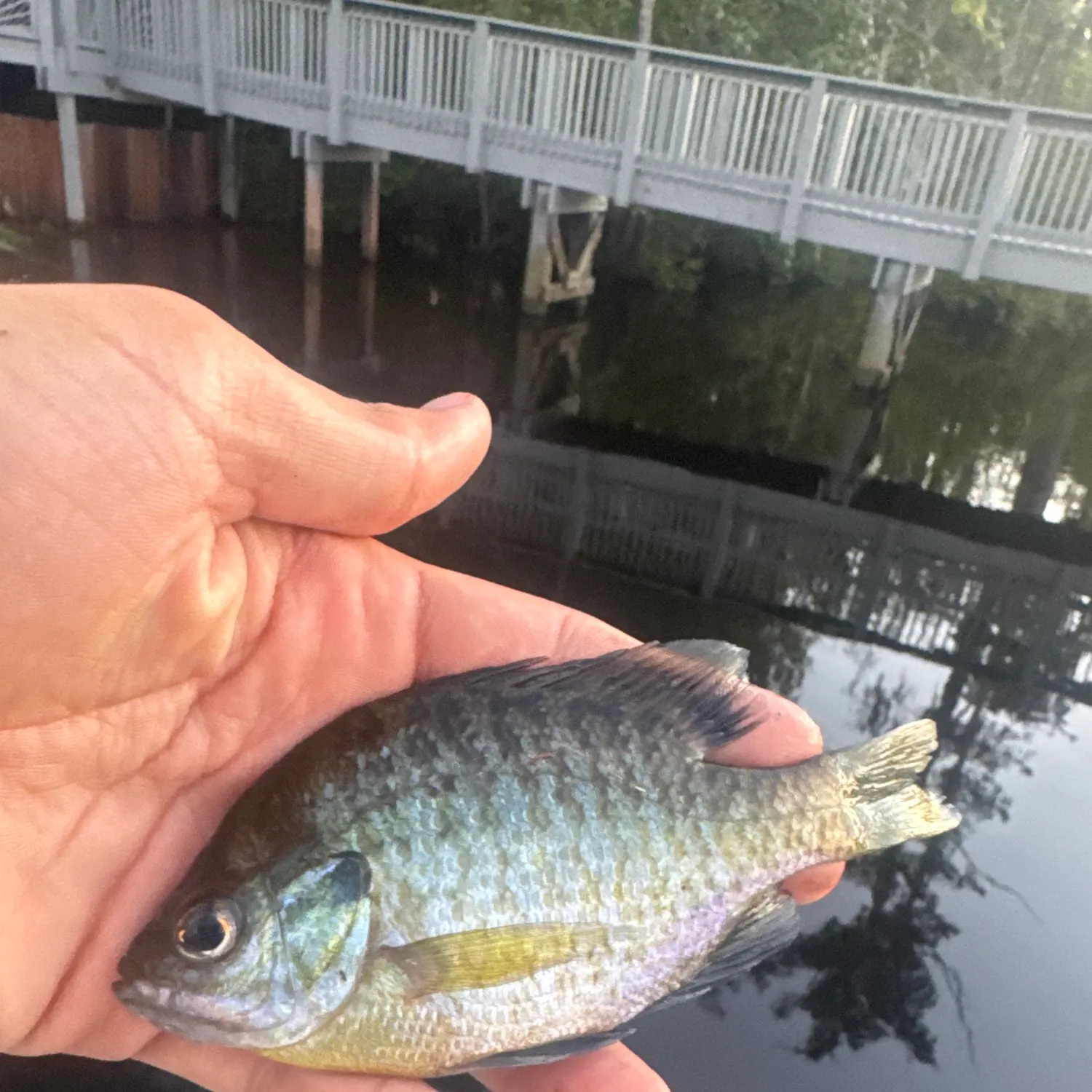 Bluegill caught on Fishbrain