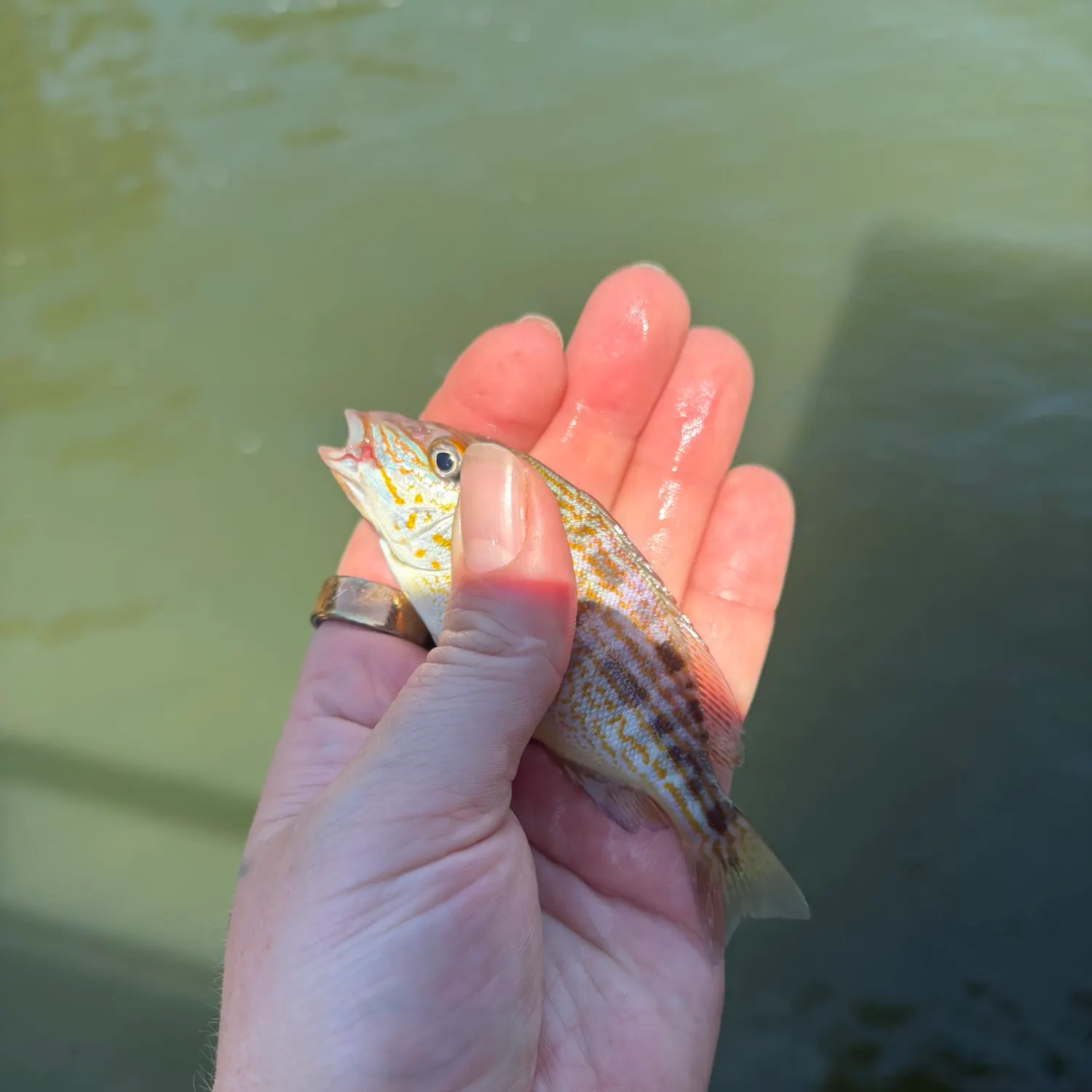 The most recent Sand perch catches on Fishbrain