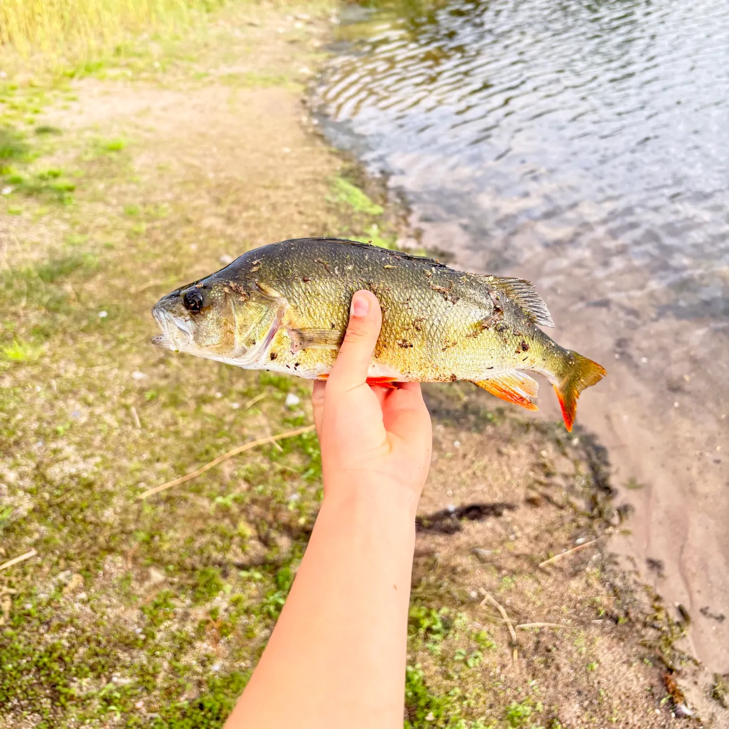 European perch caught on Fishbrain