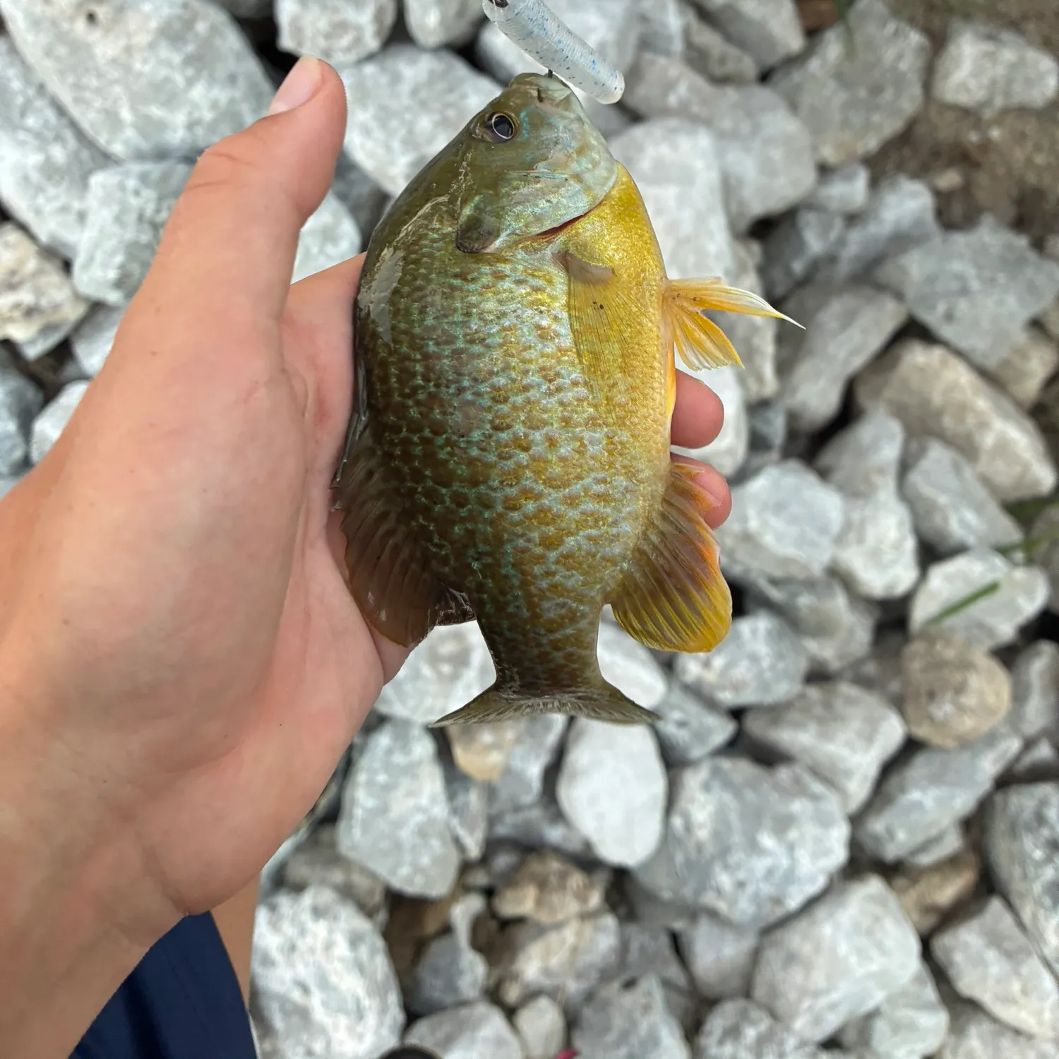 Greengill hybrid caught on Fishbrain
