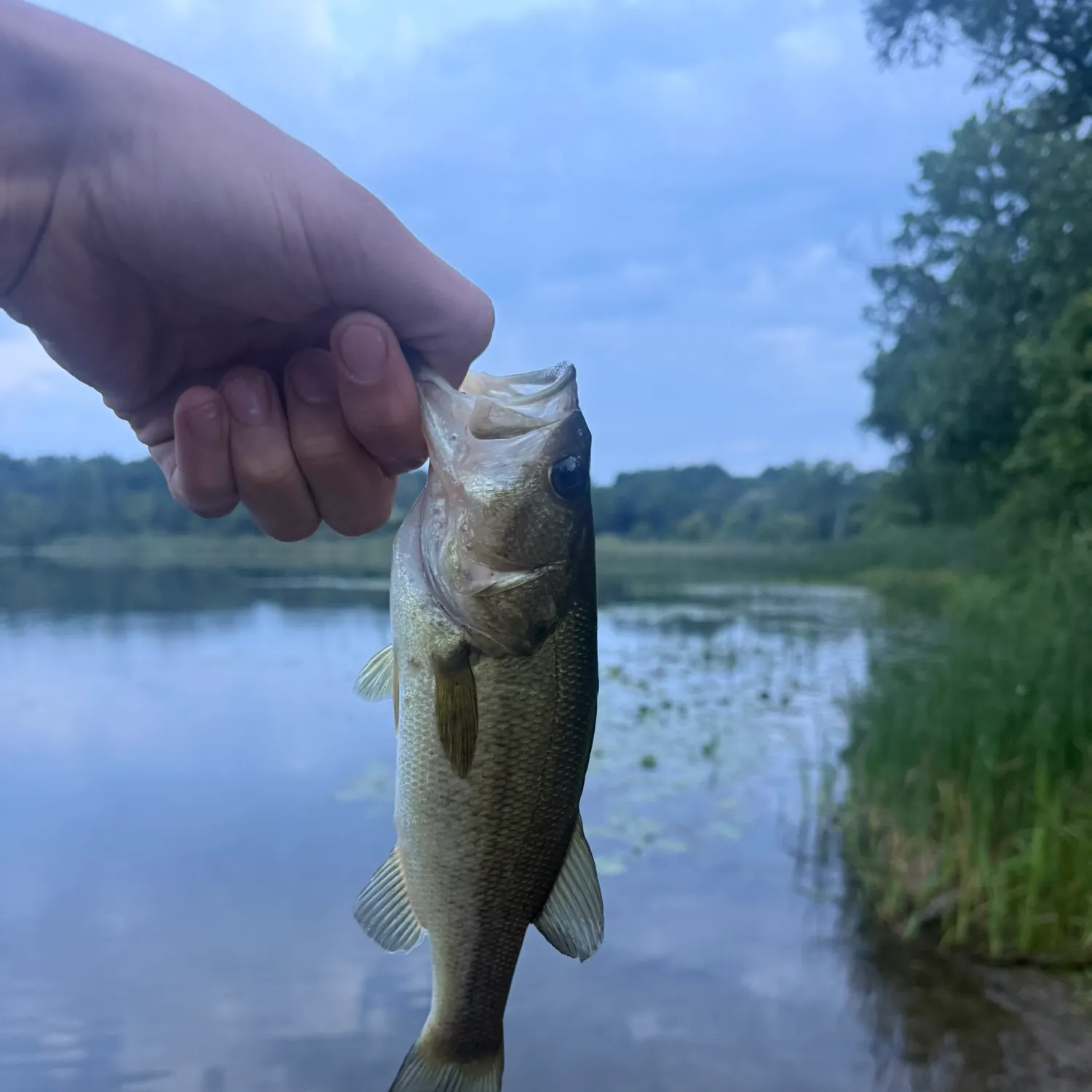 Largemouth bass caught on Fishbrain