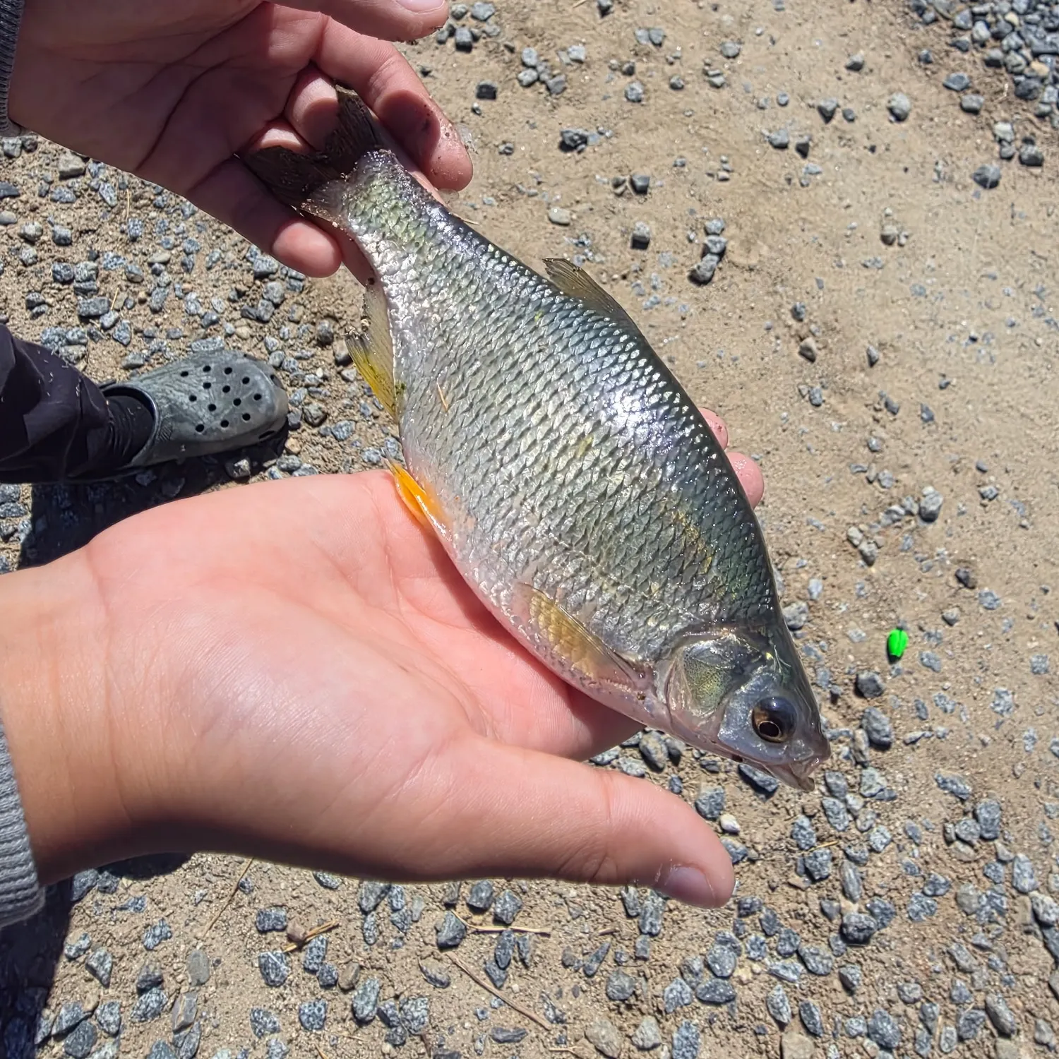 Golden shiner caught on Fishbrain