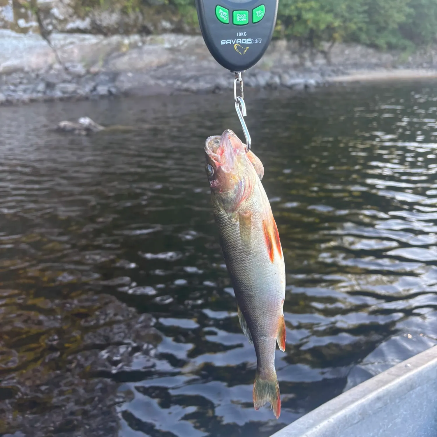 European perch caught on Fishbrain