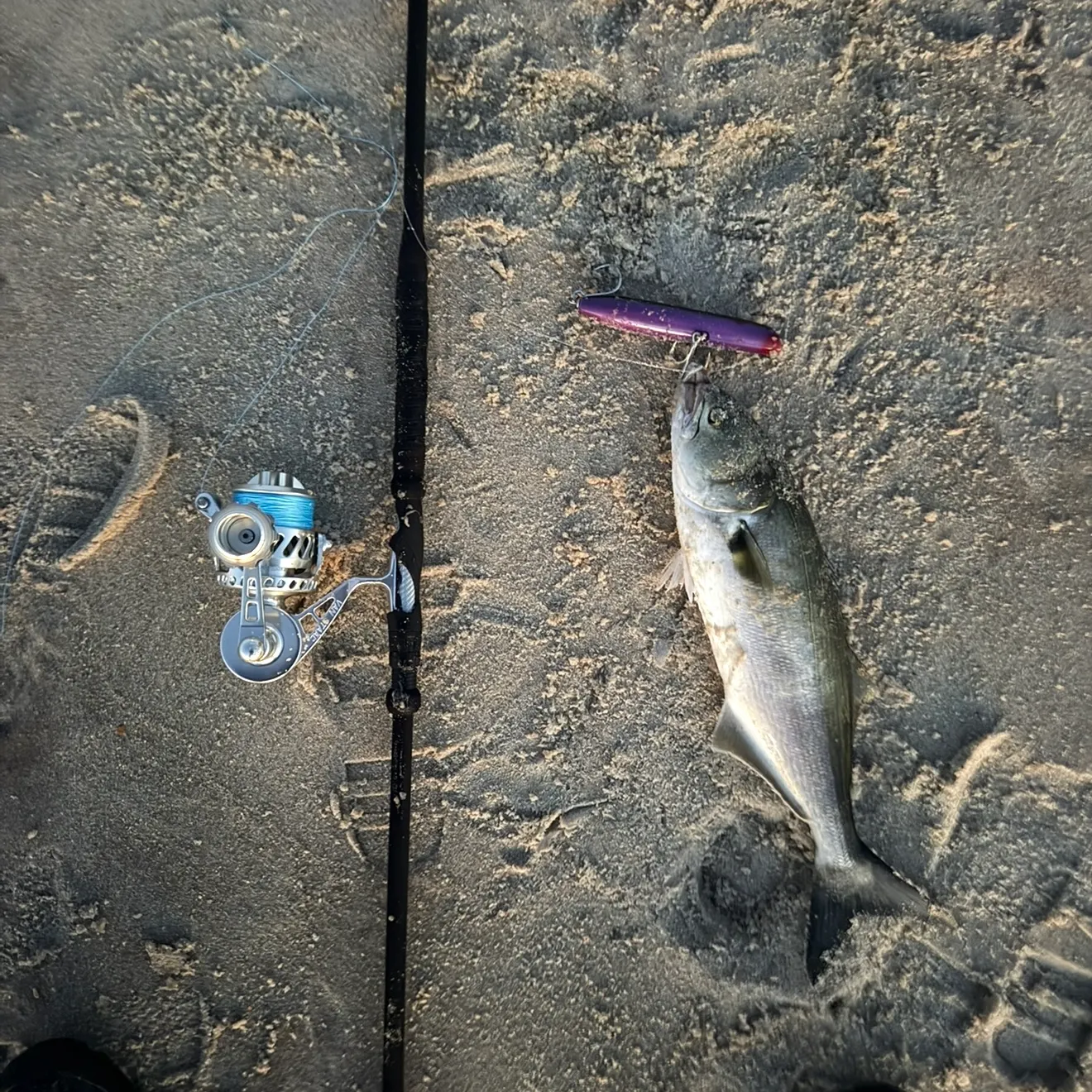Bluefish caught on Fishbrain