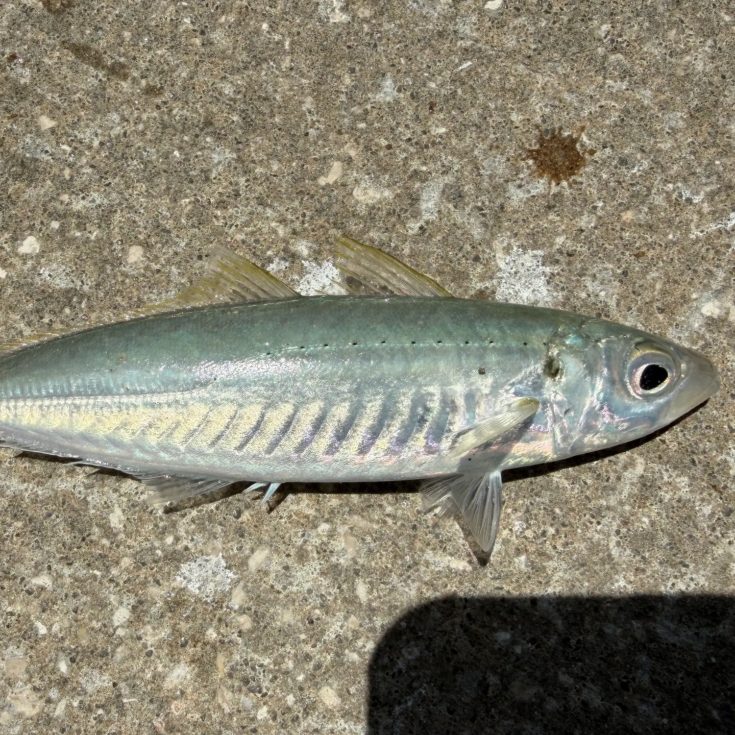 The most recent Round Scad catches on Fishbrain