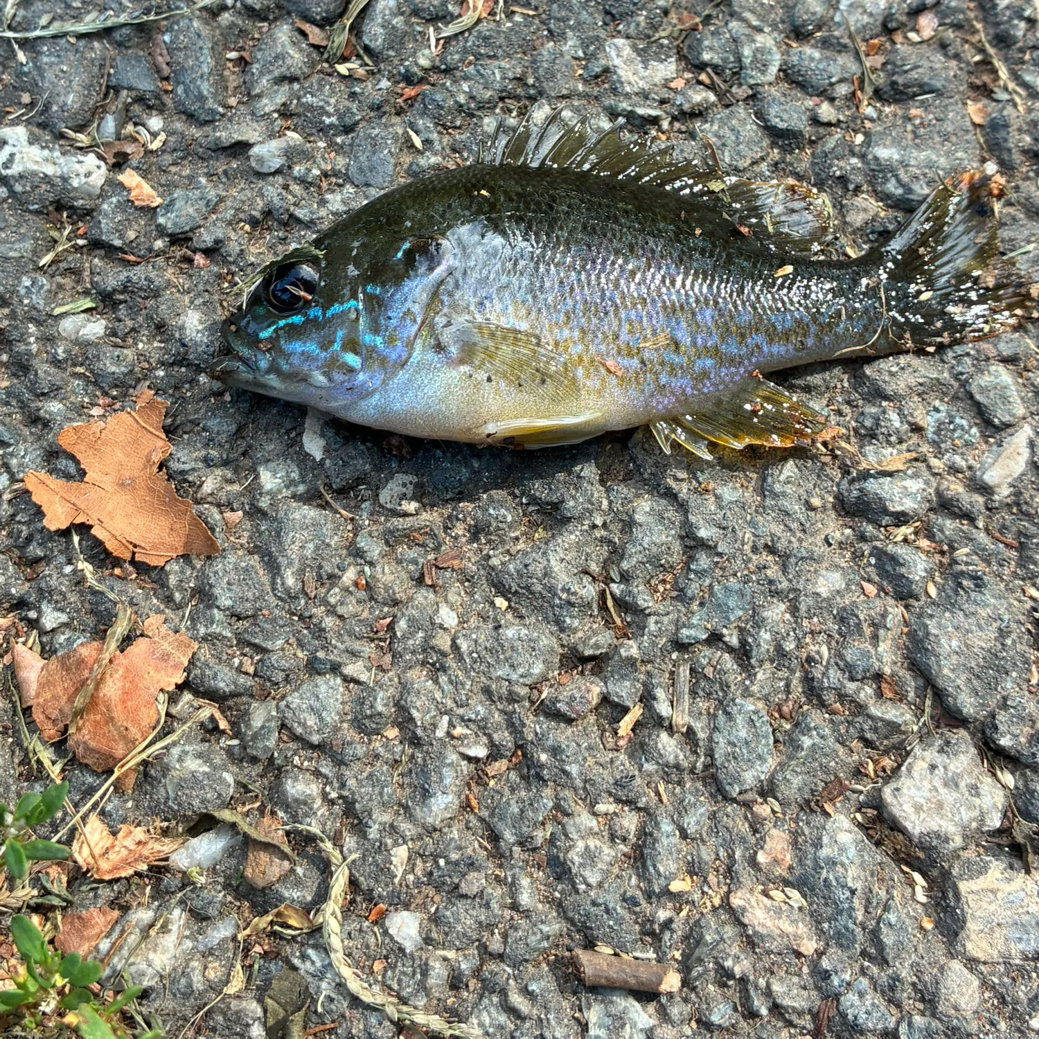 Fish caught on Fishbrain
