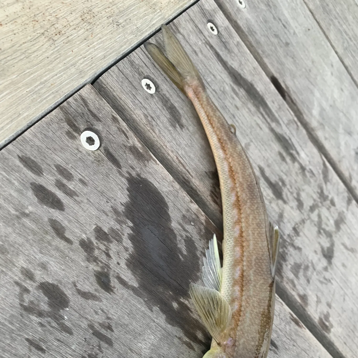 The most recent Inshore lizardfish catches on Fishbrain