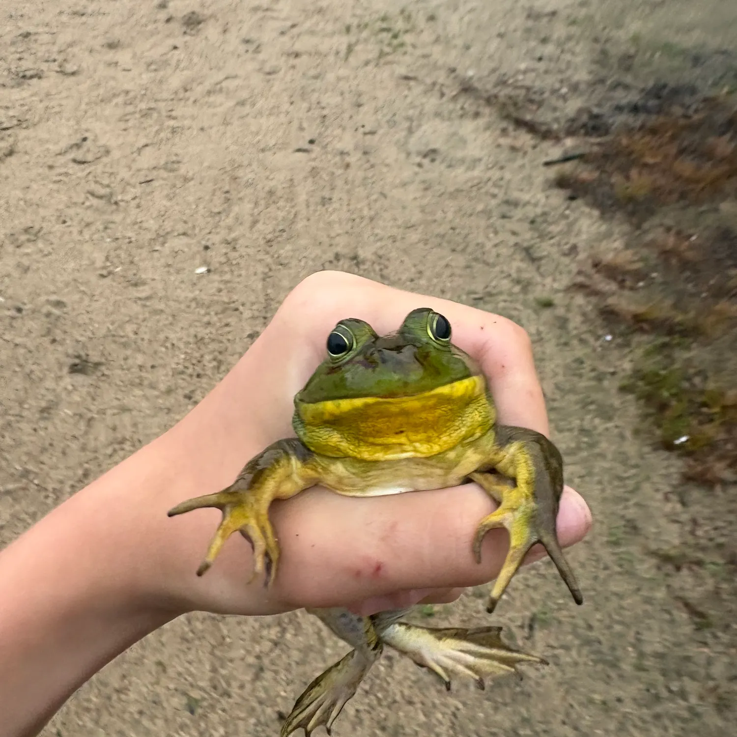 The most recent Frogface goby catches on Fishbrain
