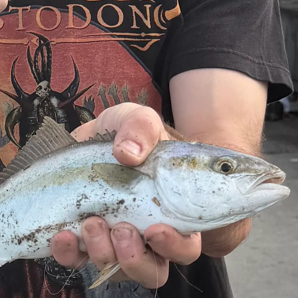 California yellowtail amberjack caught on Fishbrain