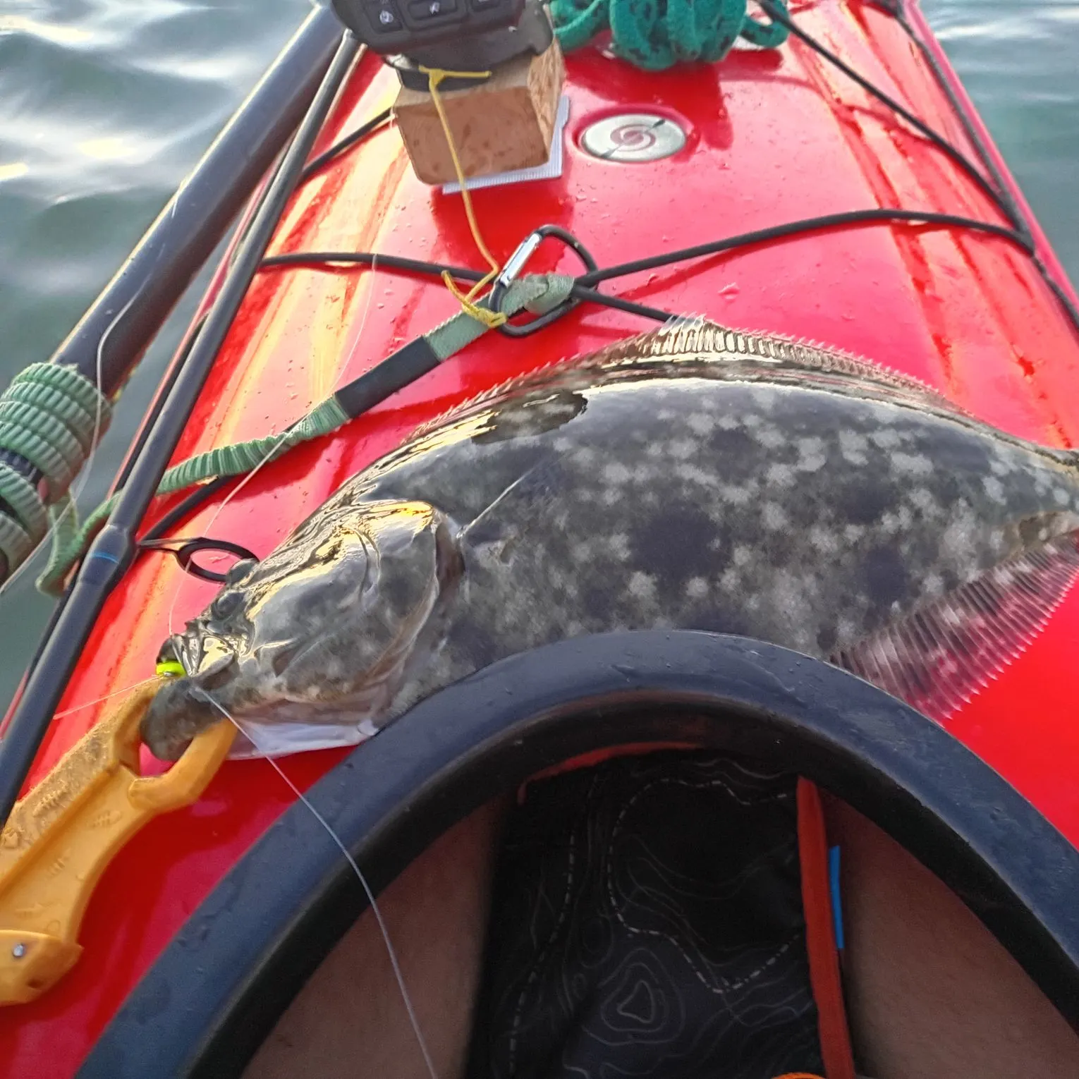 Summer flounder caught on Fishbrain