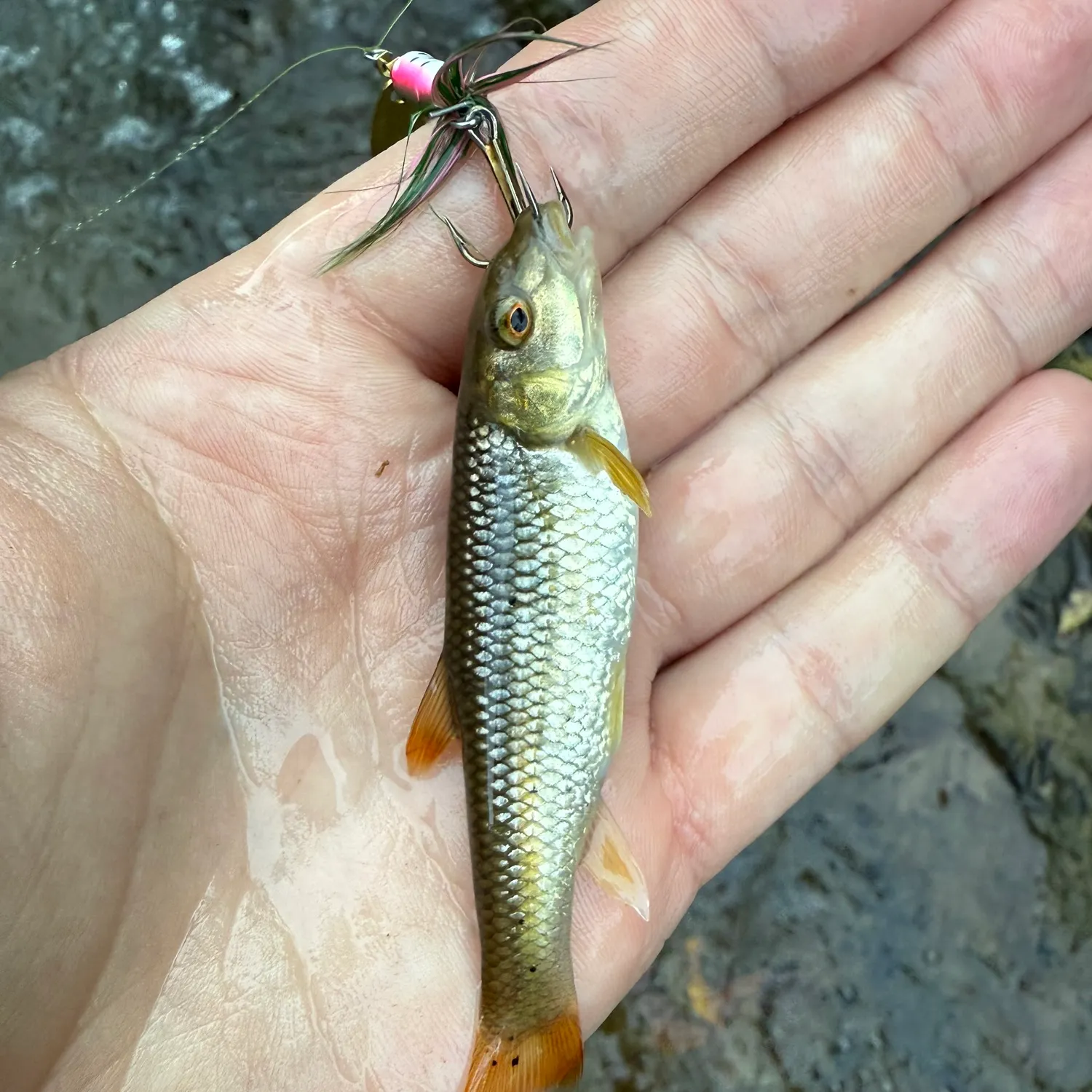 The most recent Redtail chub catches on Fishbrain