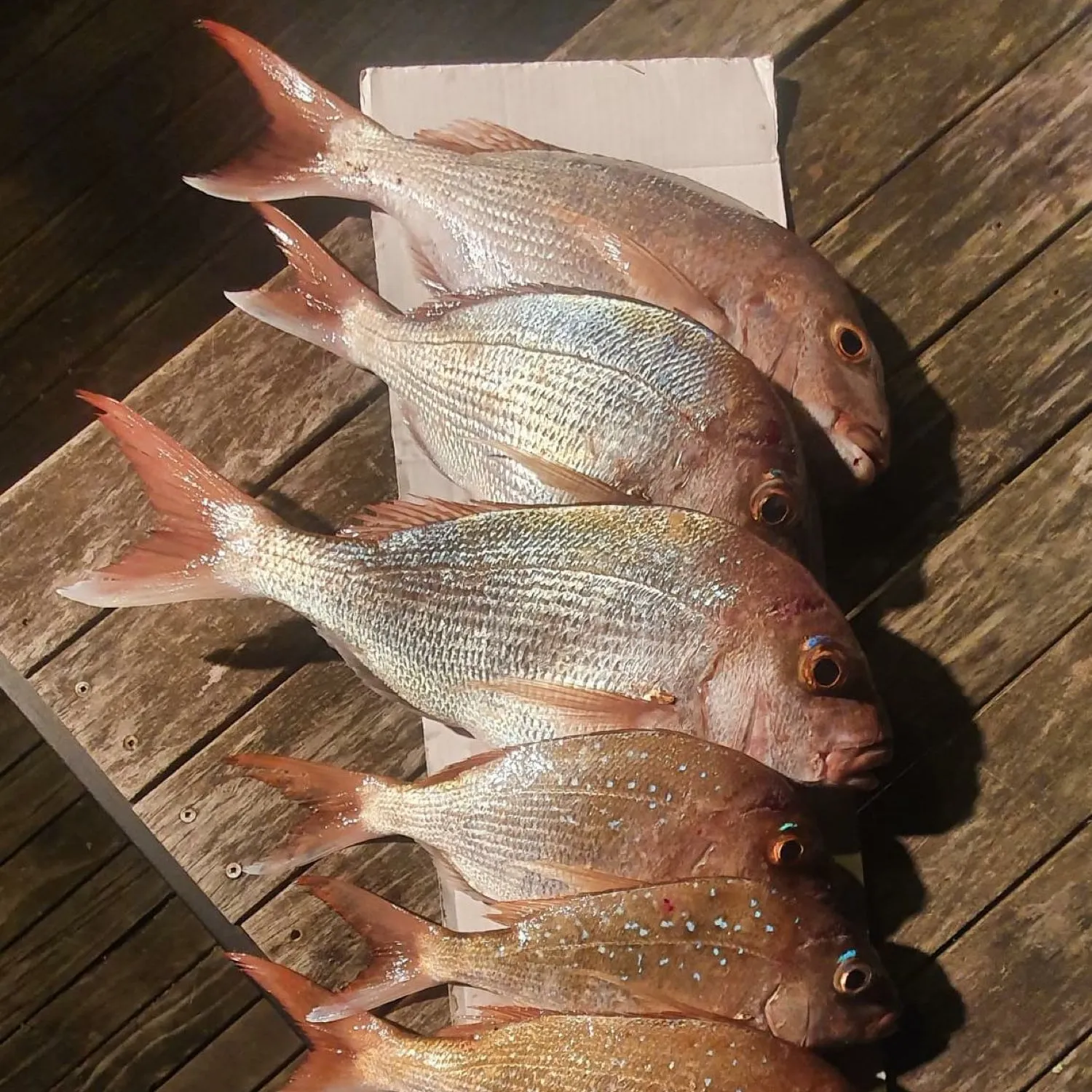 recently logged catches