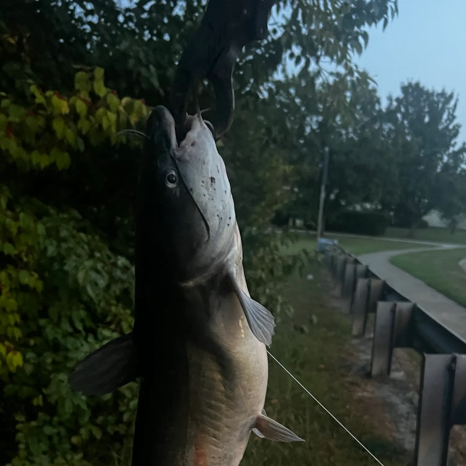 Channel catfish caught on Fishbrain