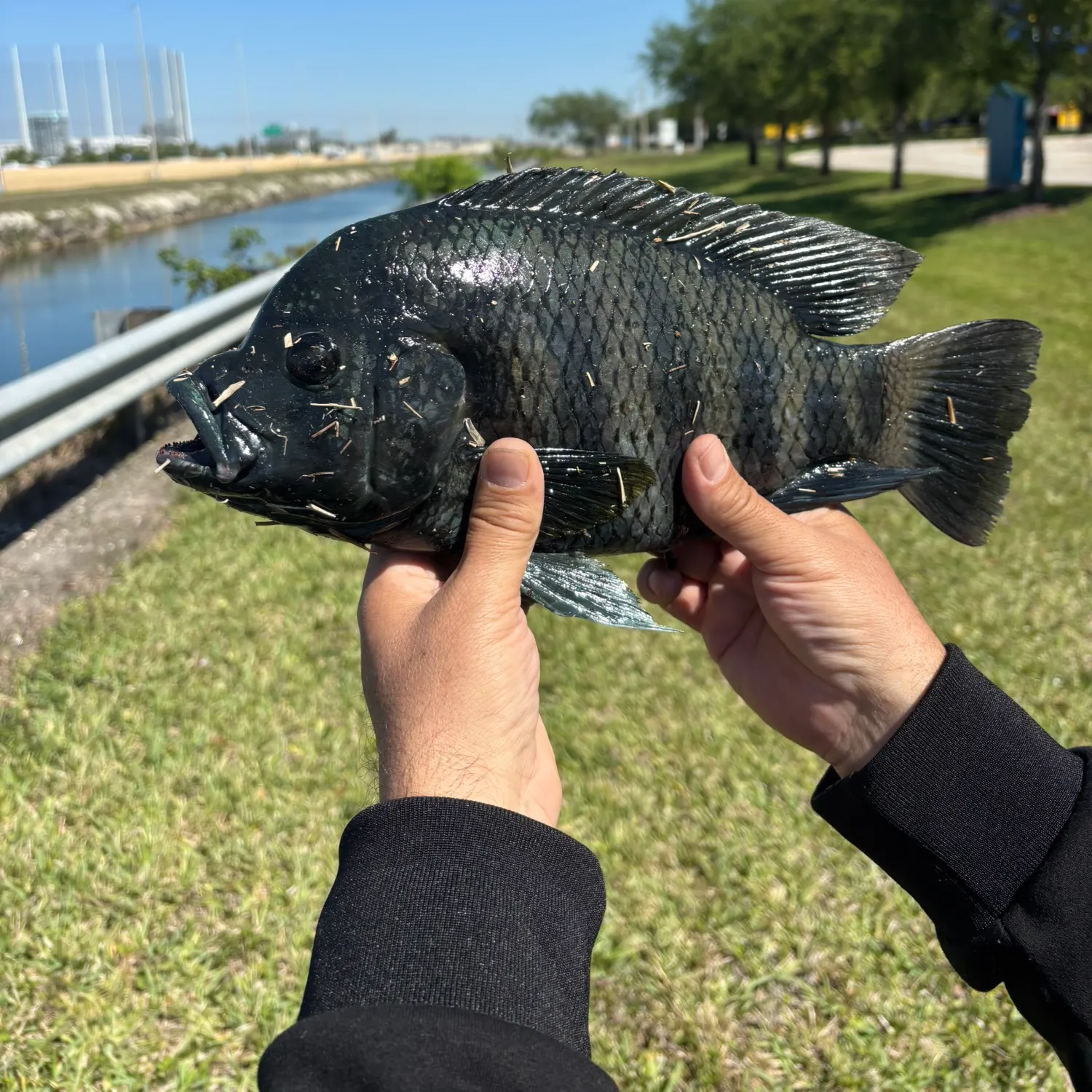 The most recent Zebra tilapia catches on Fishbrain