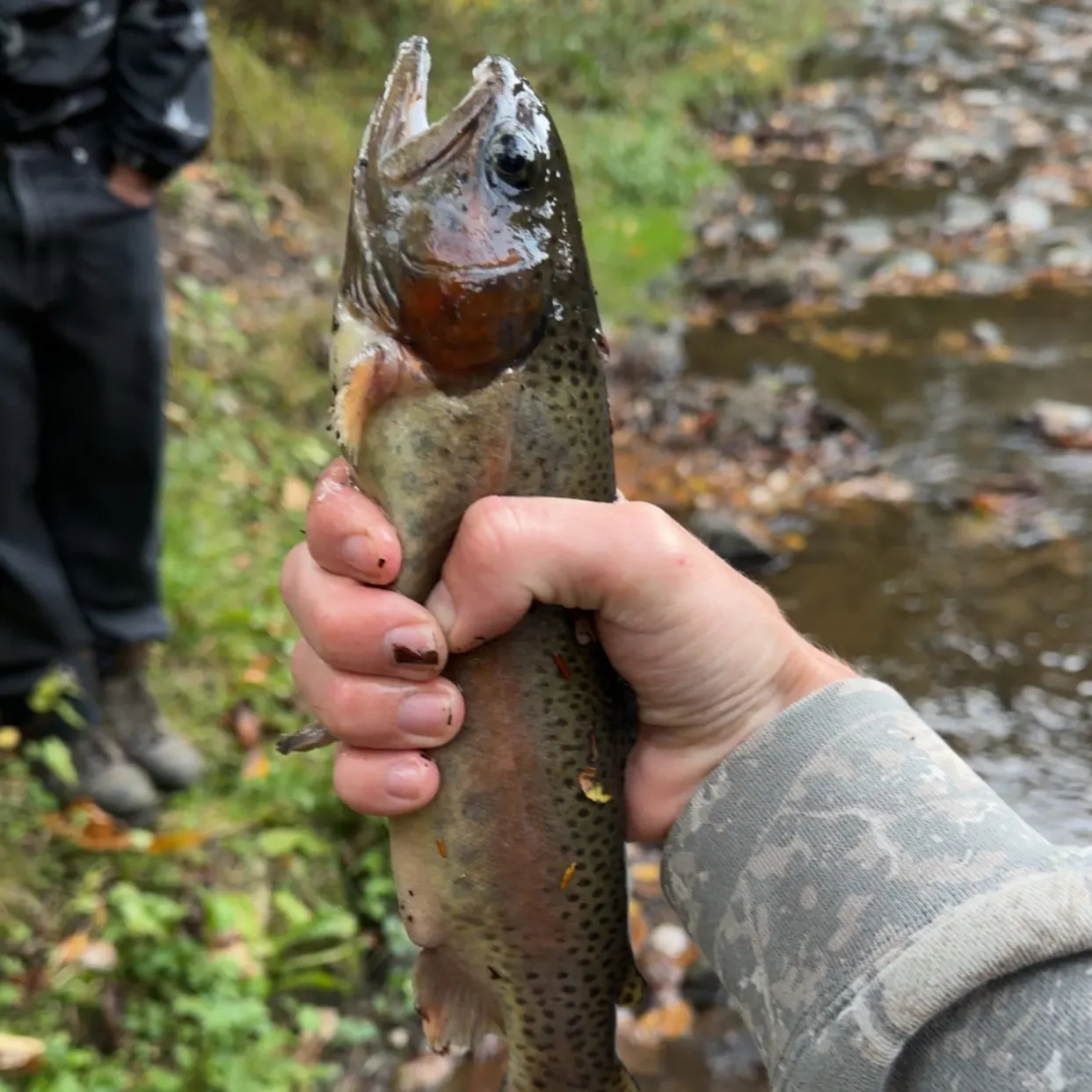 Rainbow trout caught on Fishbrain