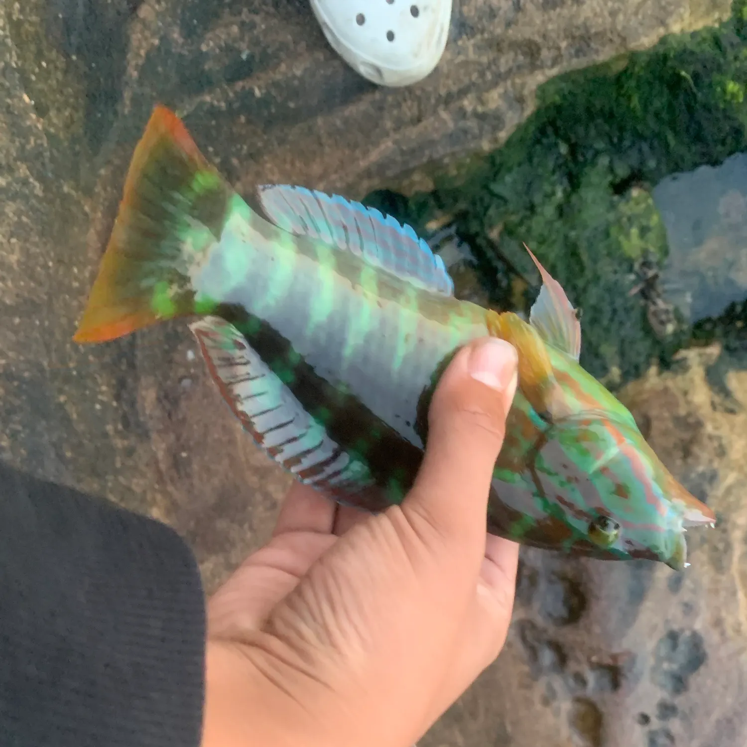 The most recent Crimsonband wrasse catches on Fishbrain