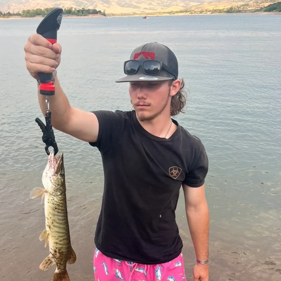 The most recent Tiger muskellunge catches on Fishbrain