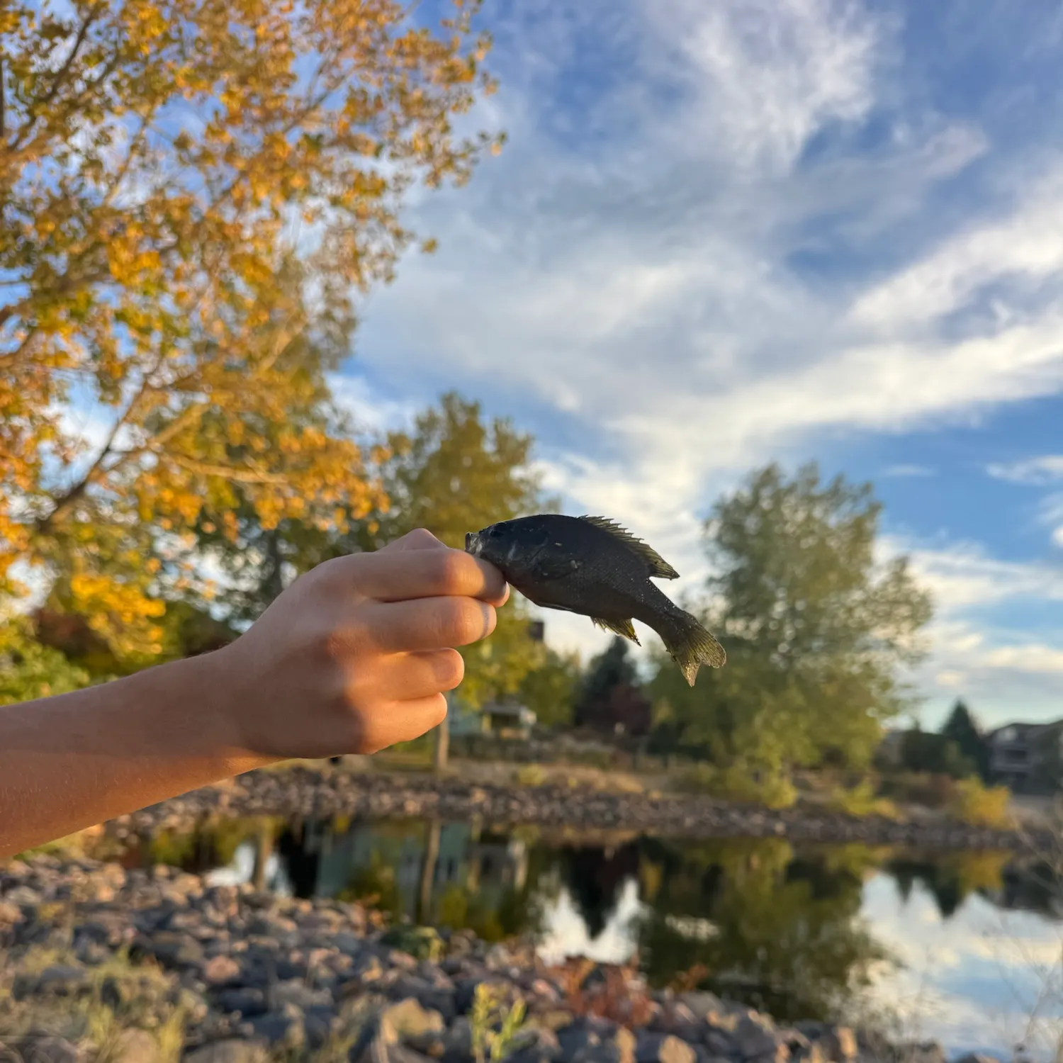 Green sunfish caught on Fishbrain