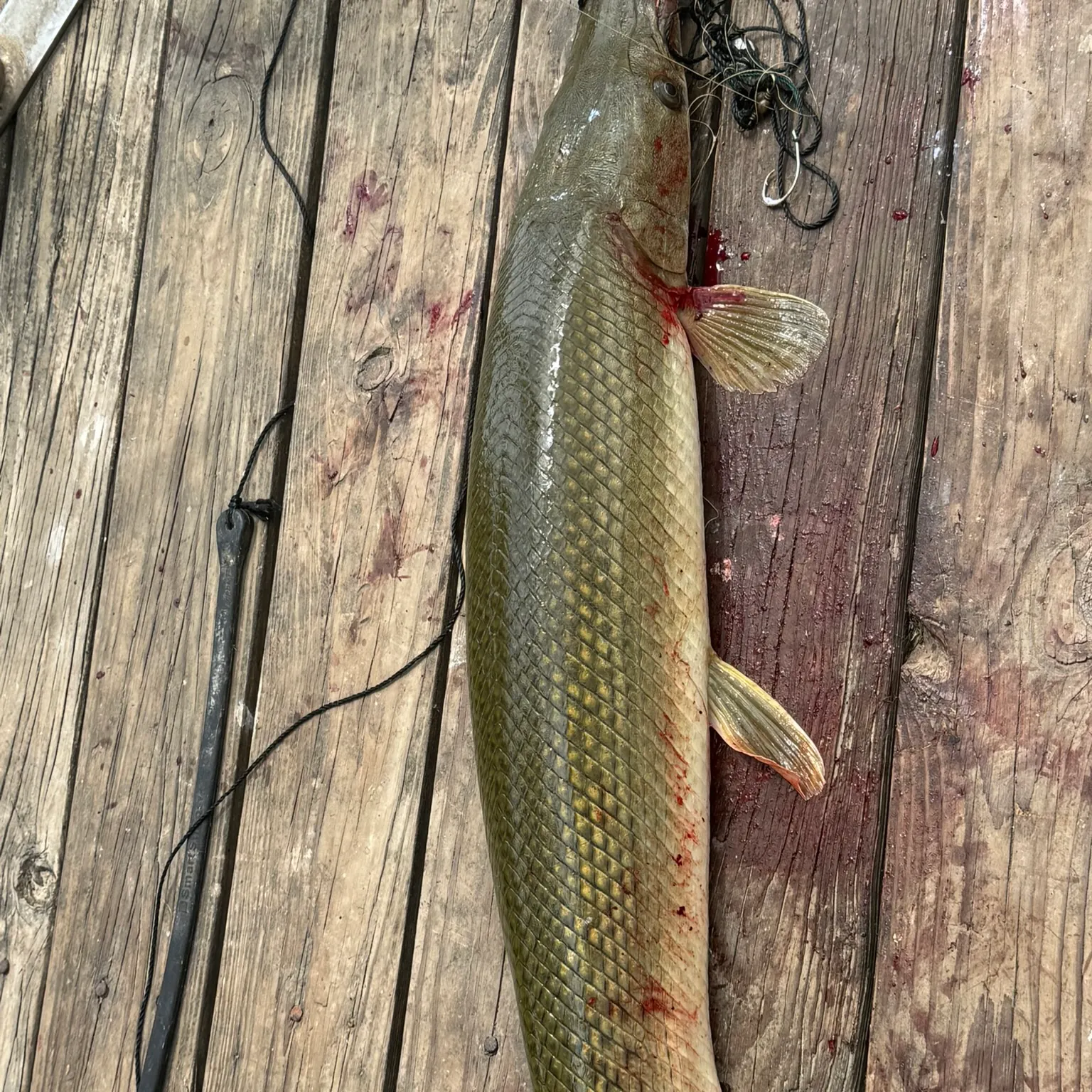 recently logged catches