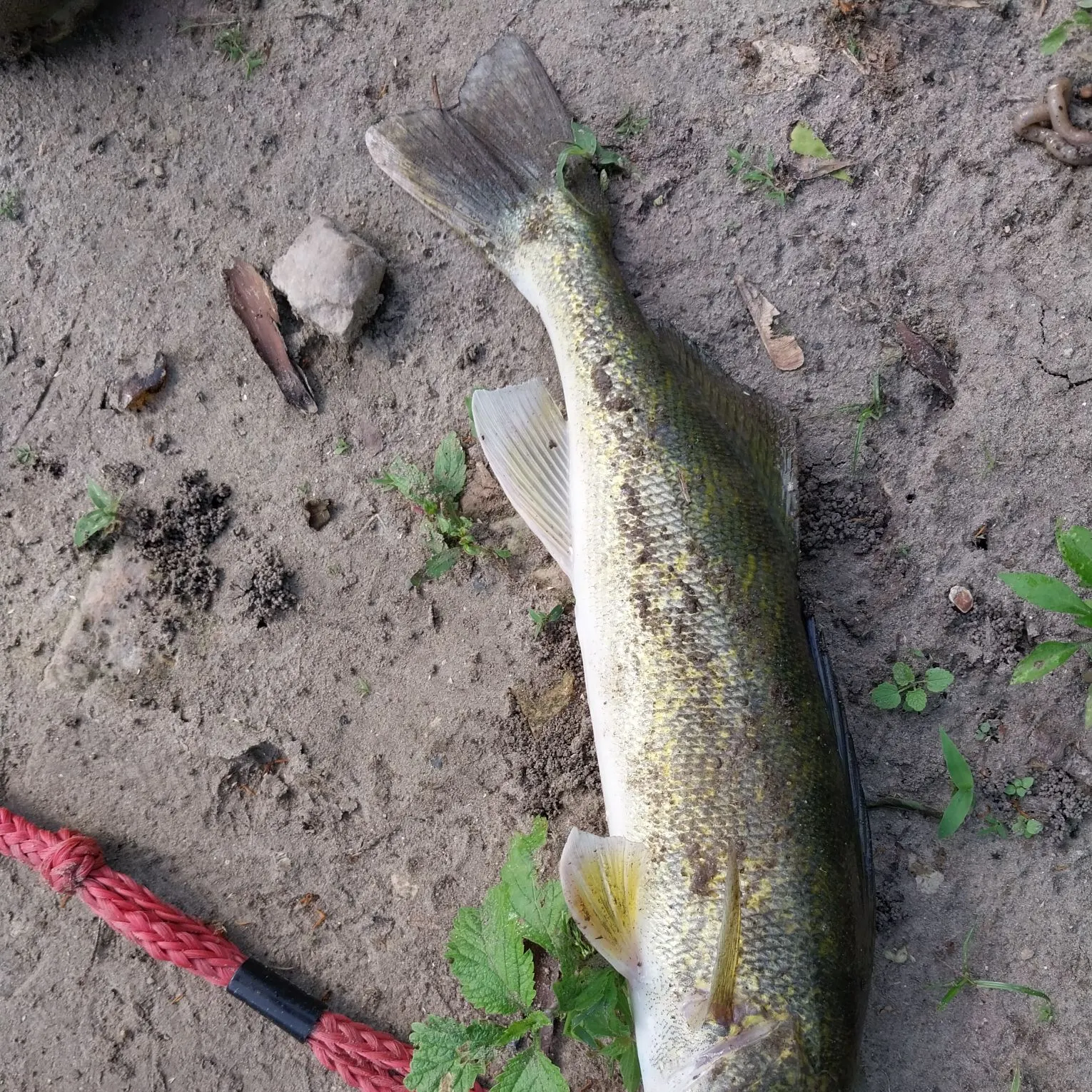 The most recent Grass pickerel catches on Fishbrain