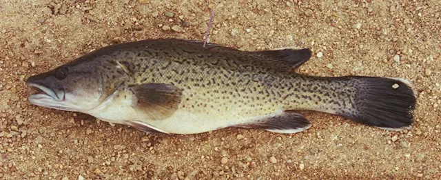 Trout cod