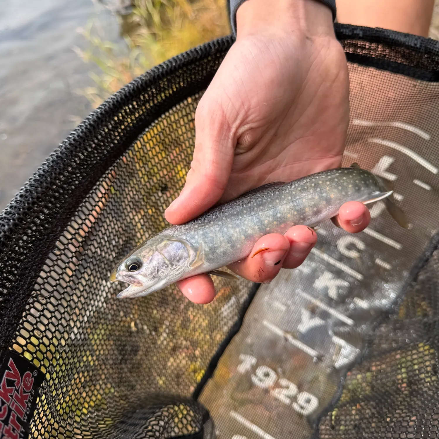 The most recent Dolly varden catches on Fishbrain