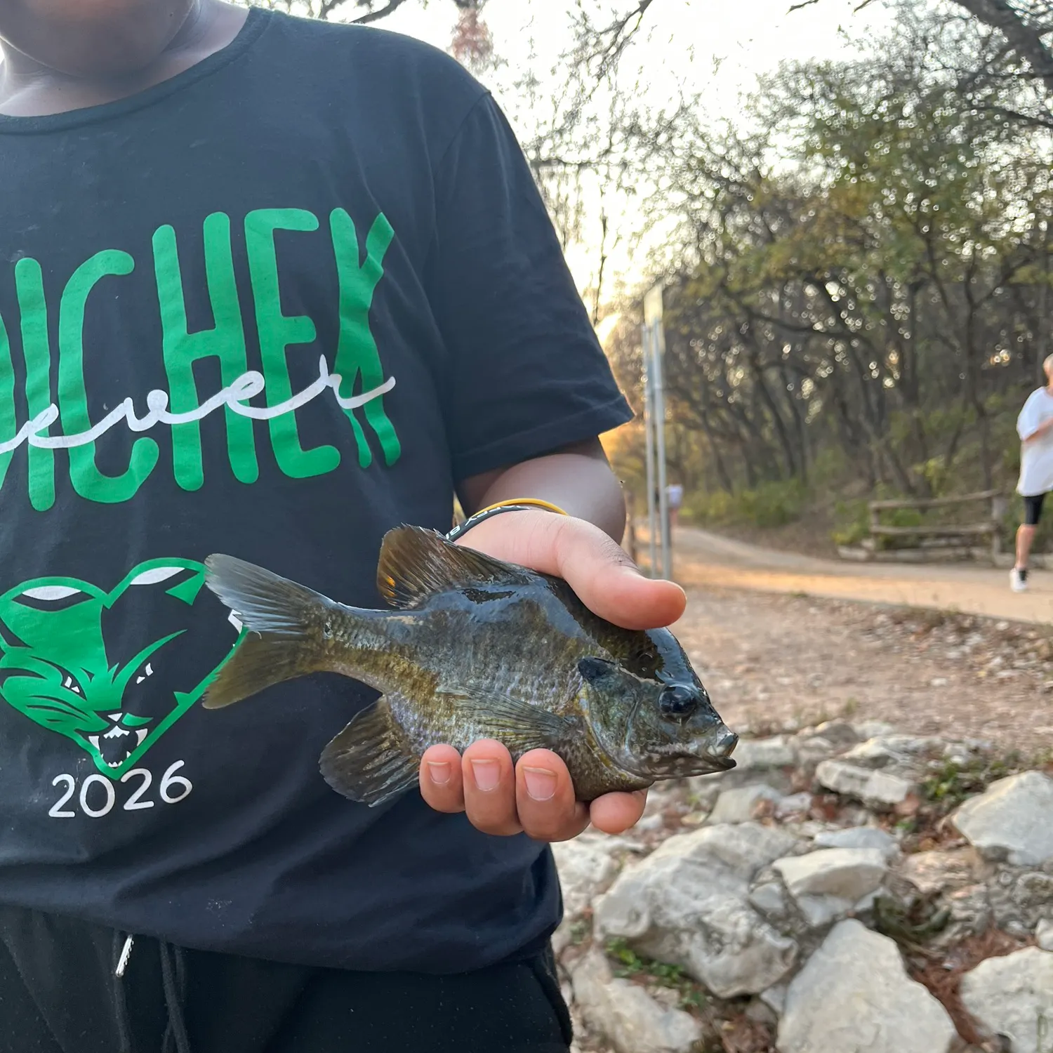 The most recent Greengill hybrid catches on Fishbrain