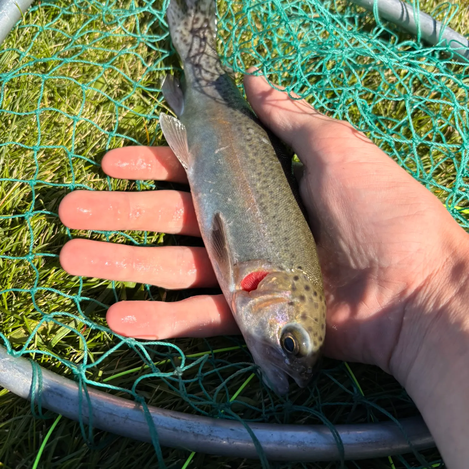Rainbow trout caught on Fishbrain