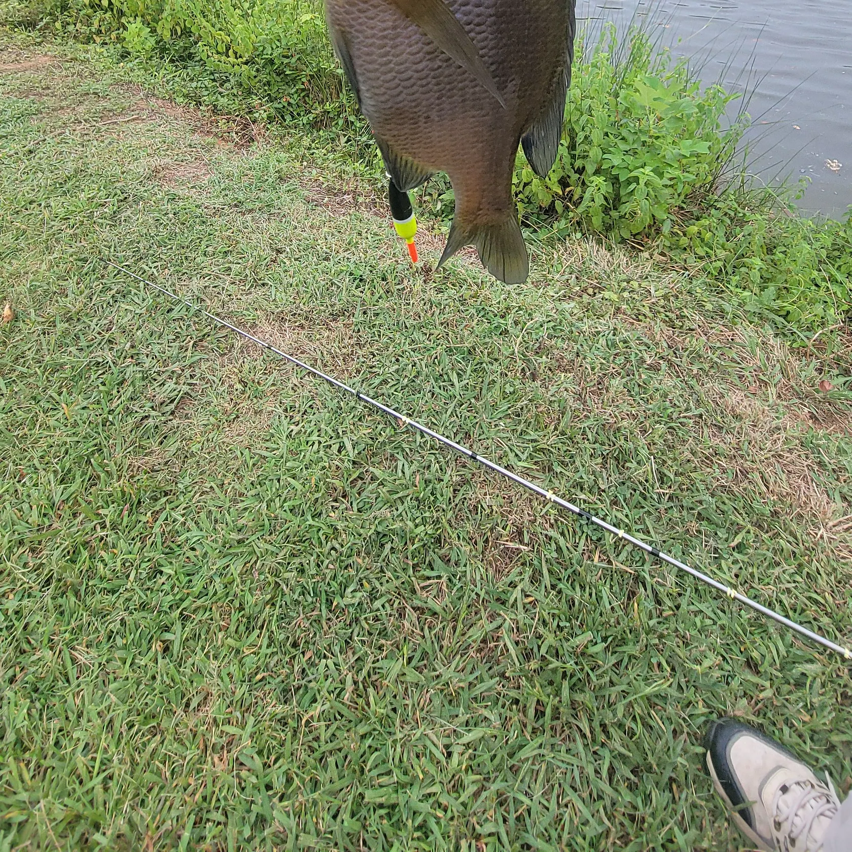 Bluegill caught on Fishbrain