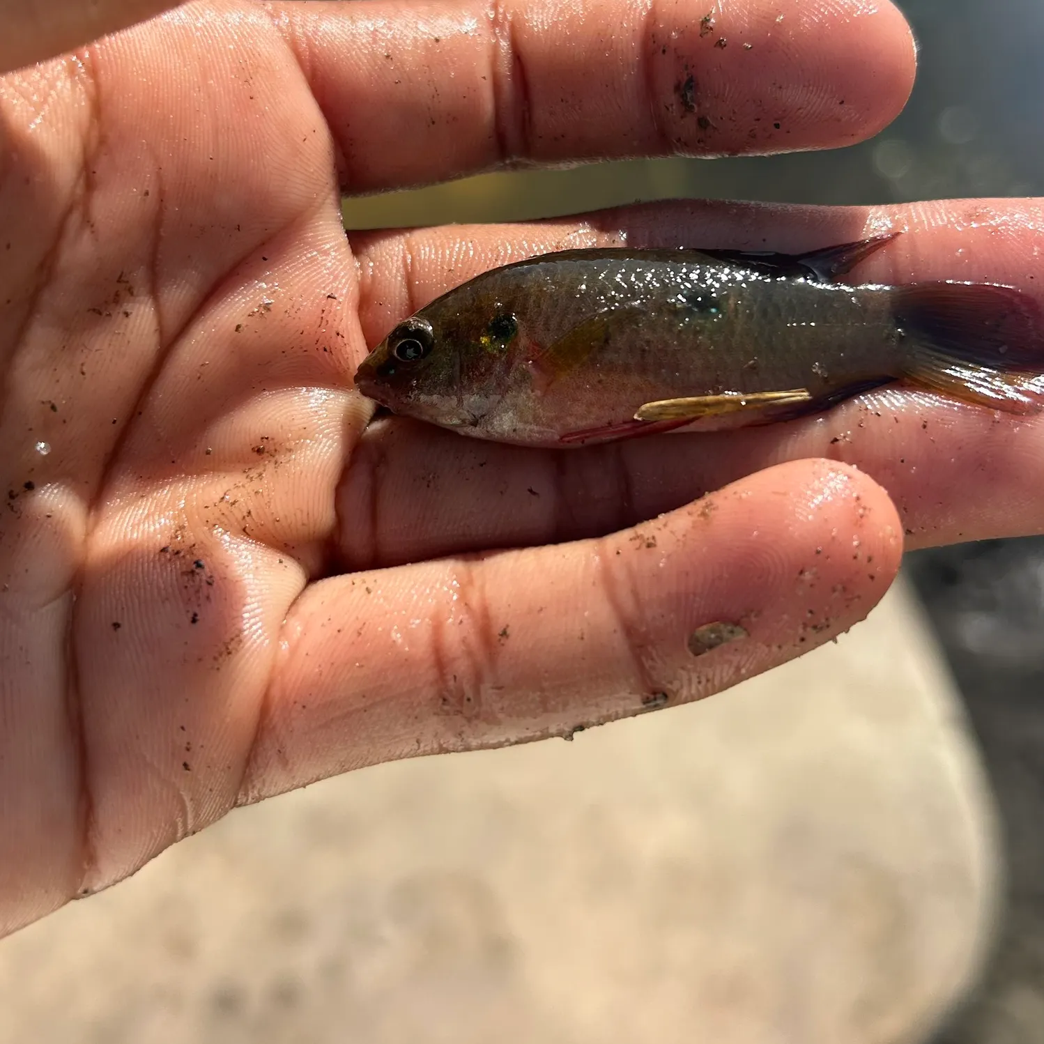 The most recent African Jewelfish catches on Fishbrain