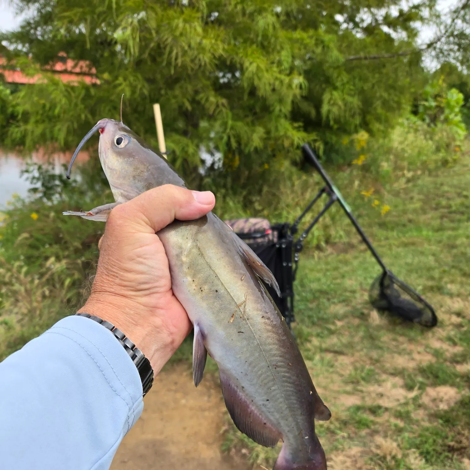 Channel catfish caught on Fishbrain