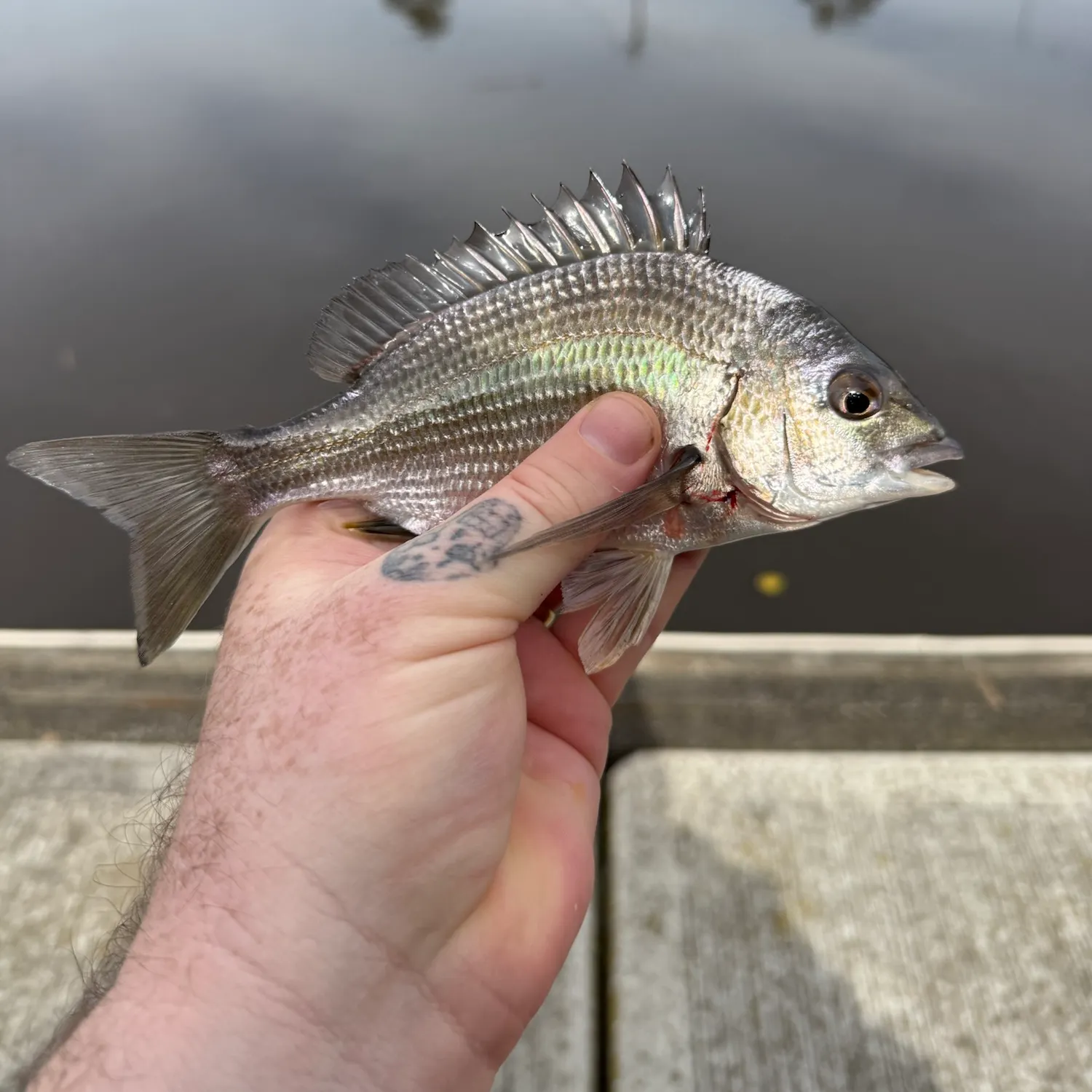 Southern black bream caught on Fishbrain