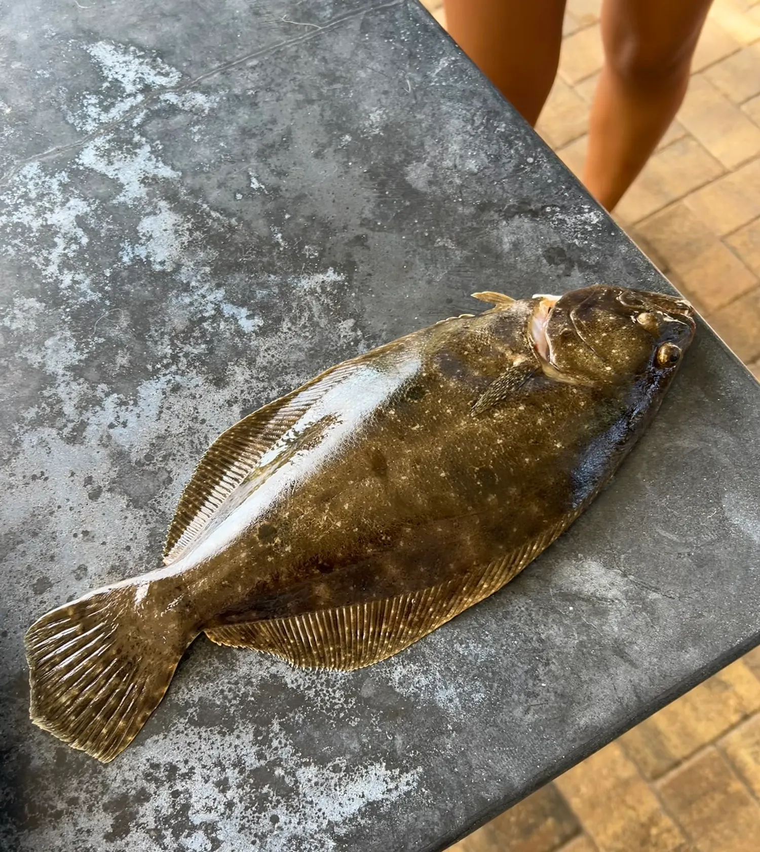 The most popular recent Southern flounder catch on Fishbrain