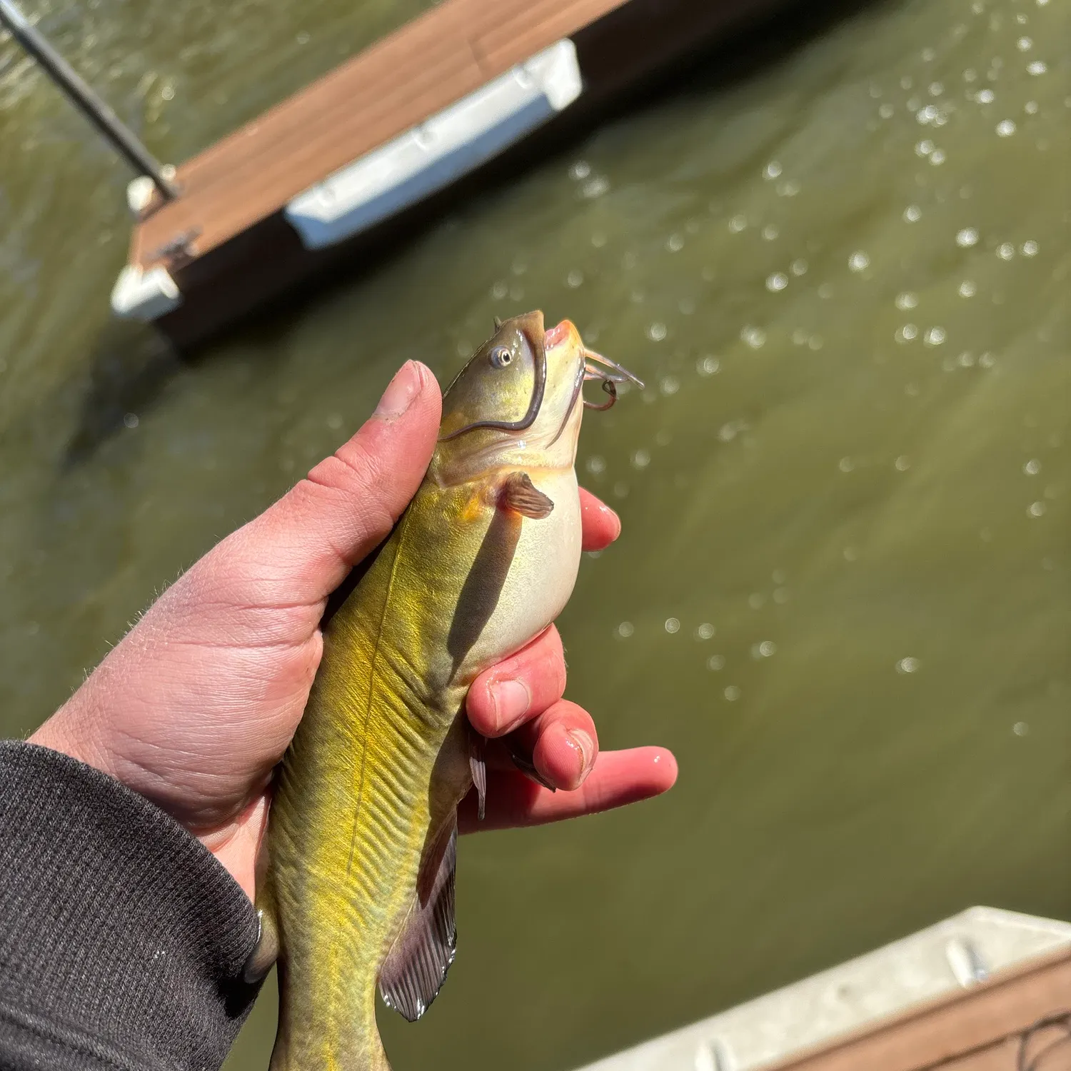 Yellow bullhead caught on Fishbrain