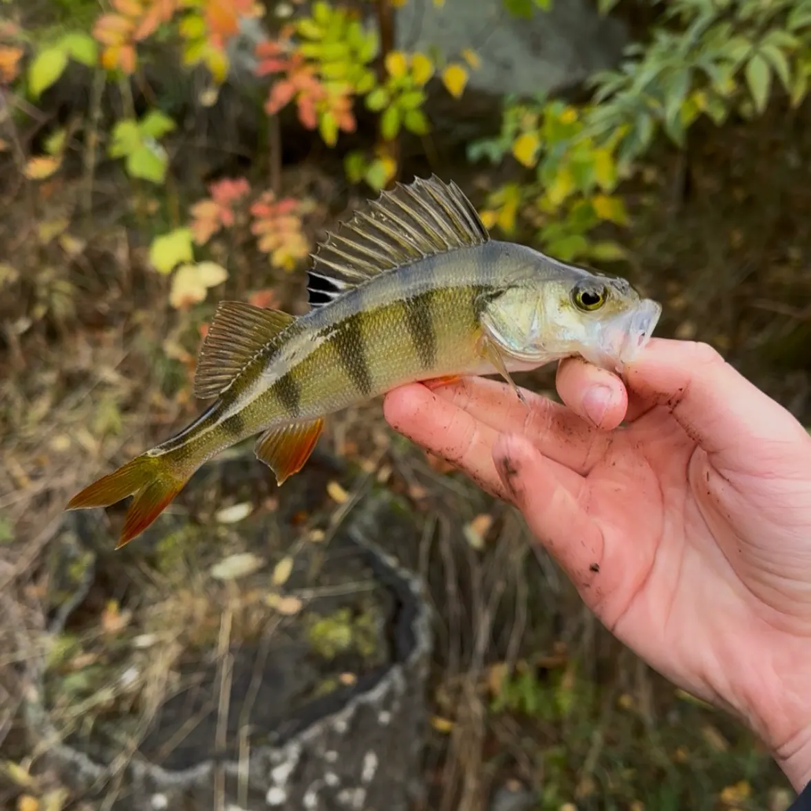 European perch caught on Fishbrain
