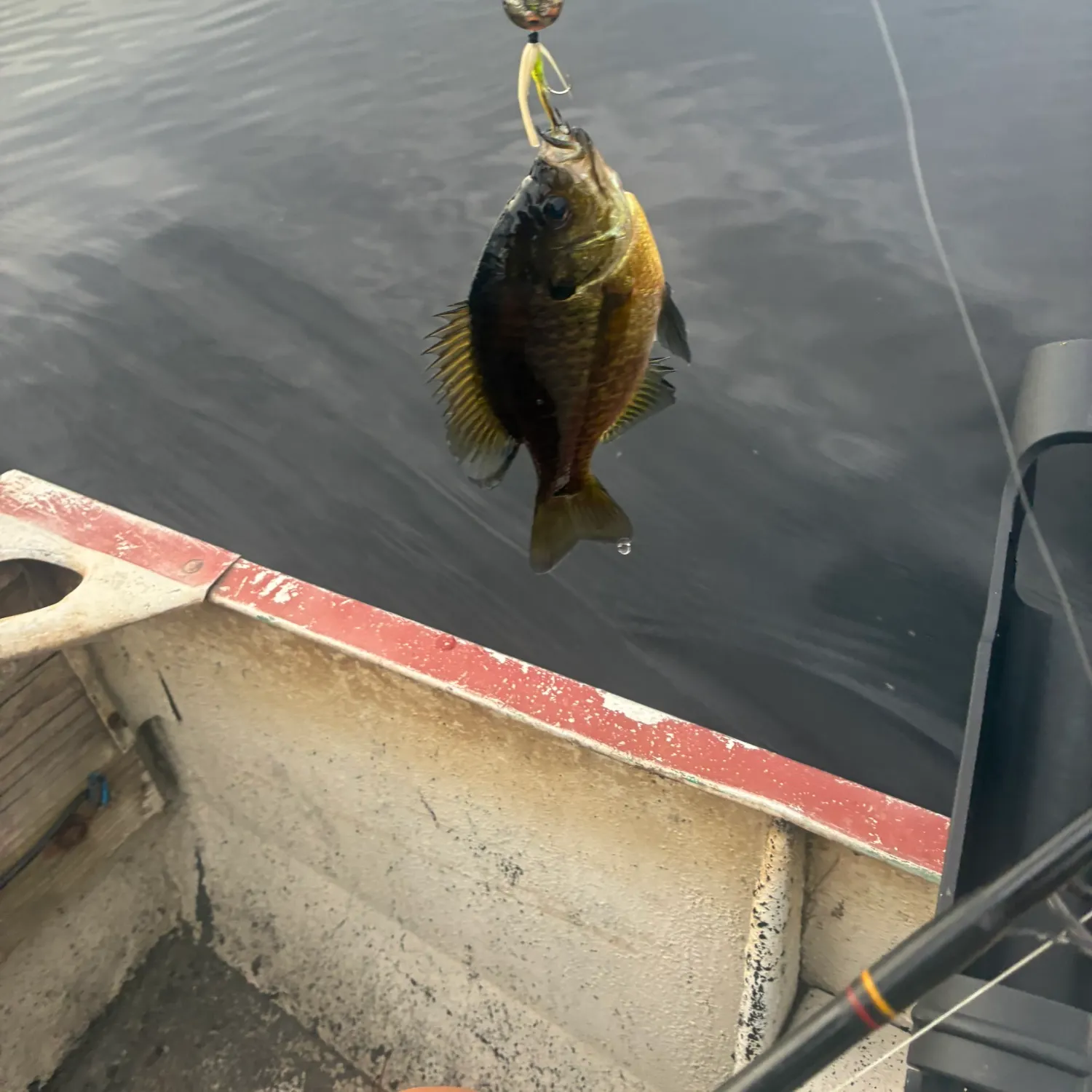 Bluegill caught on Fishbrain