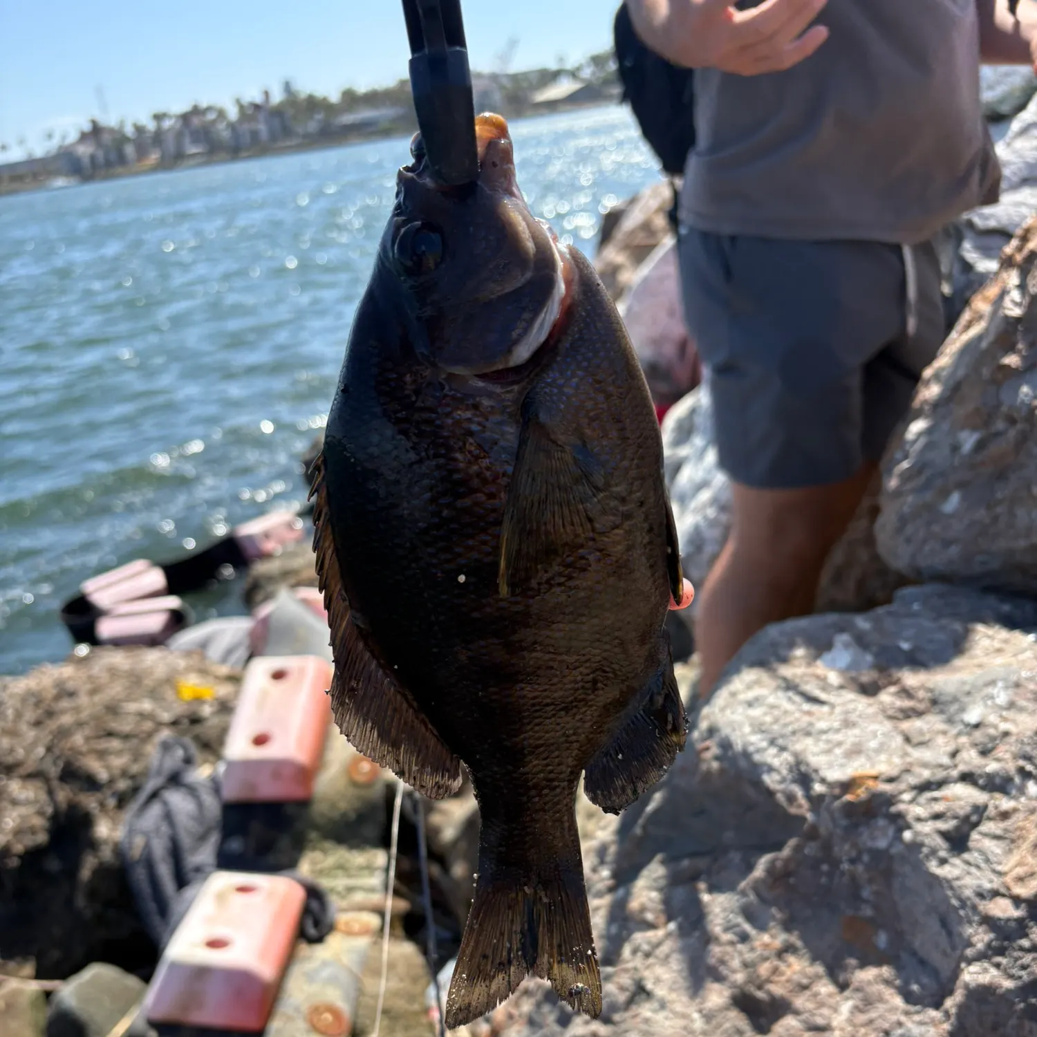The most recent Black perch catches on Fishbrain