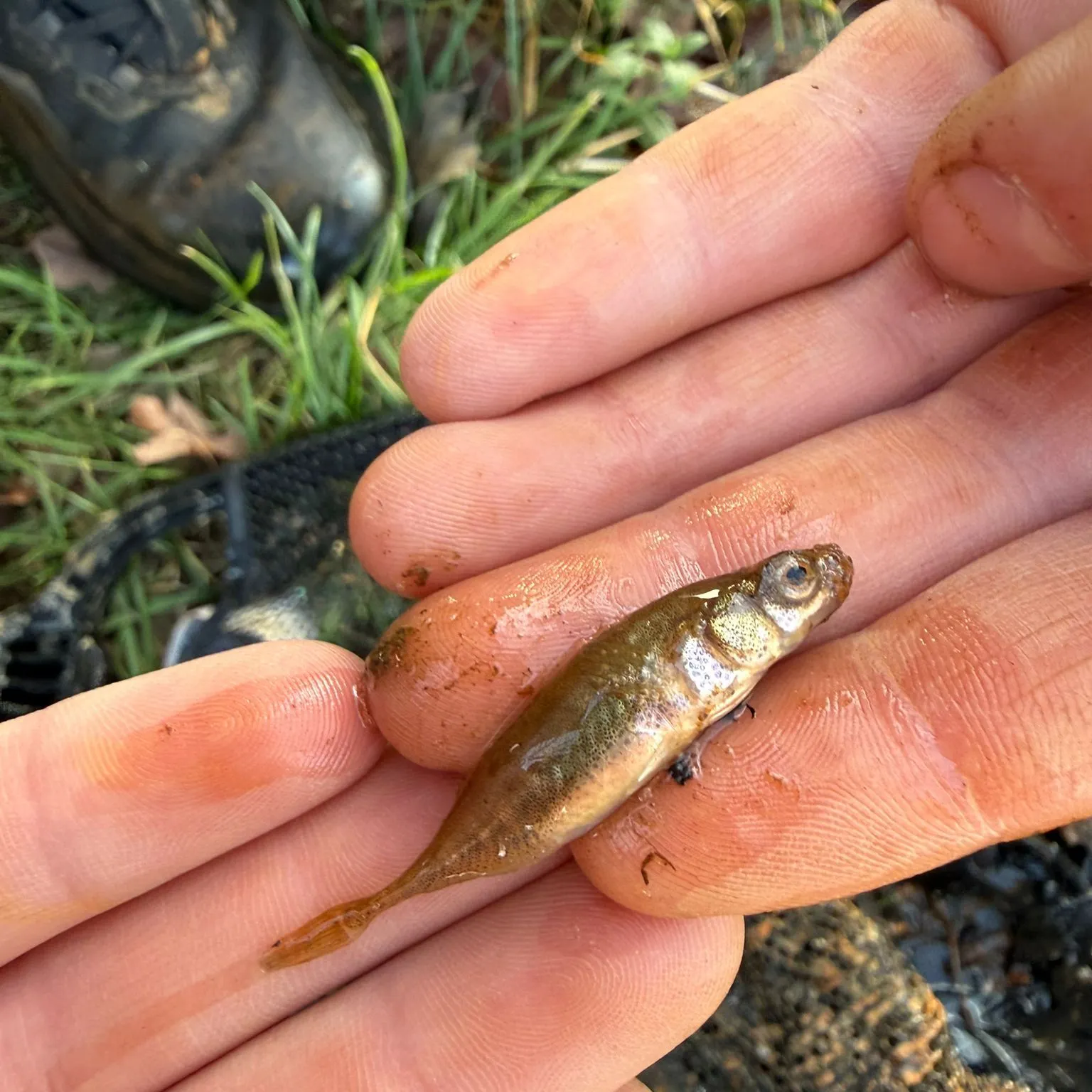The most recent Three-spined stickleback catches on Fishbrain