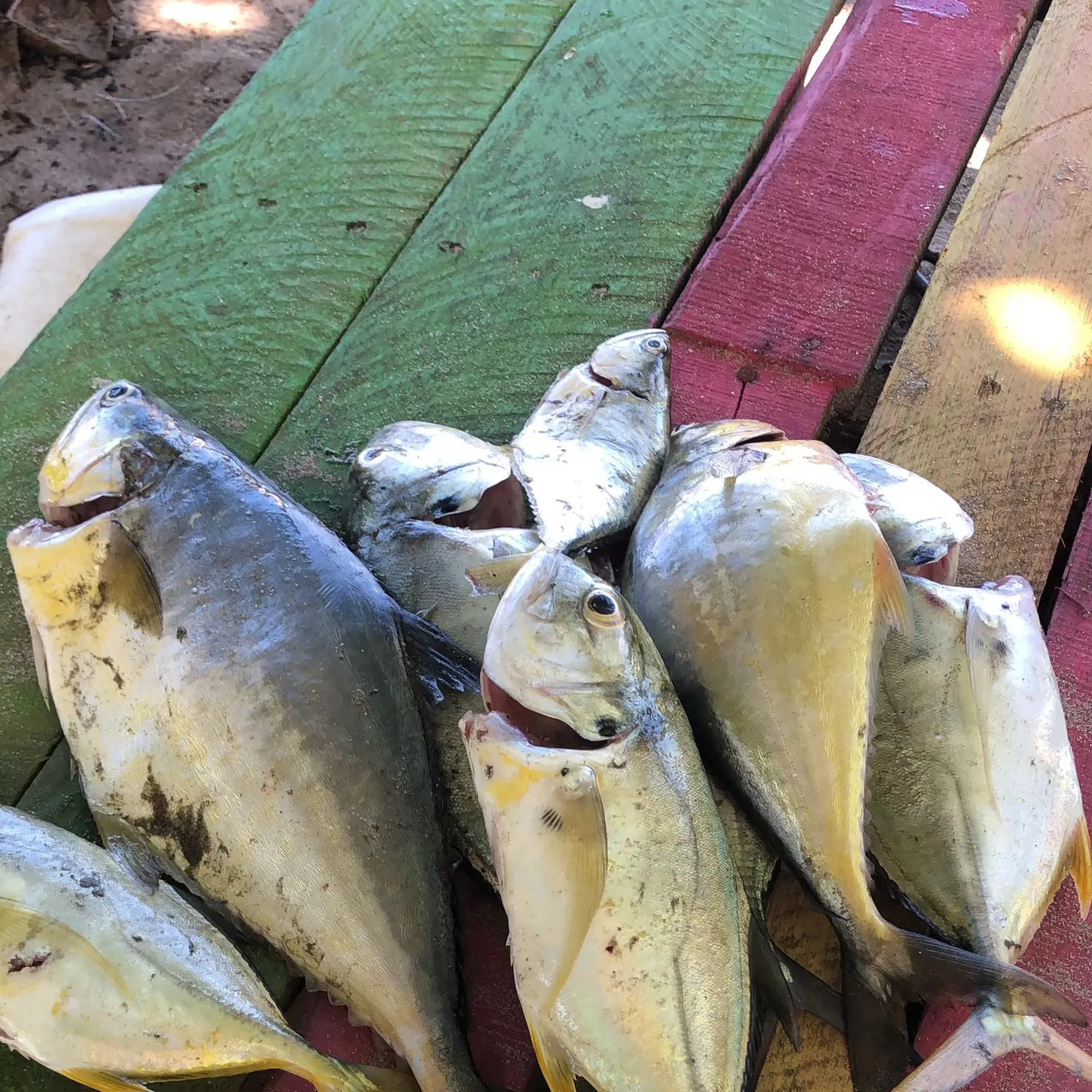 recently logged catches